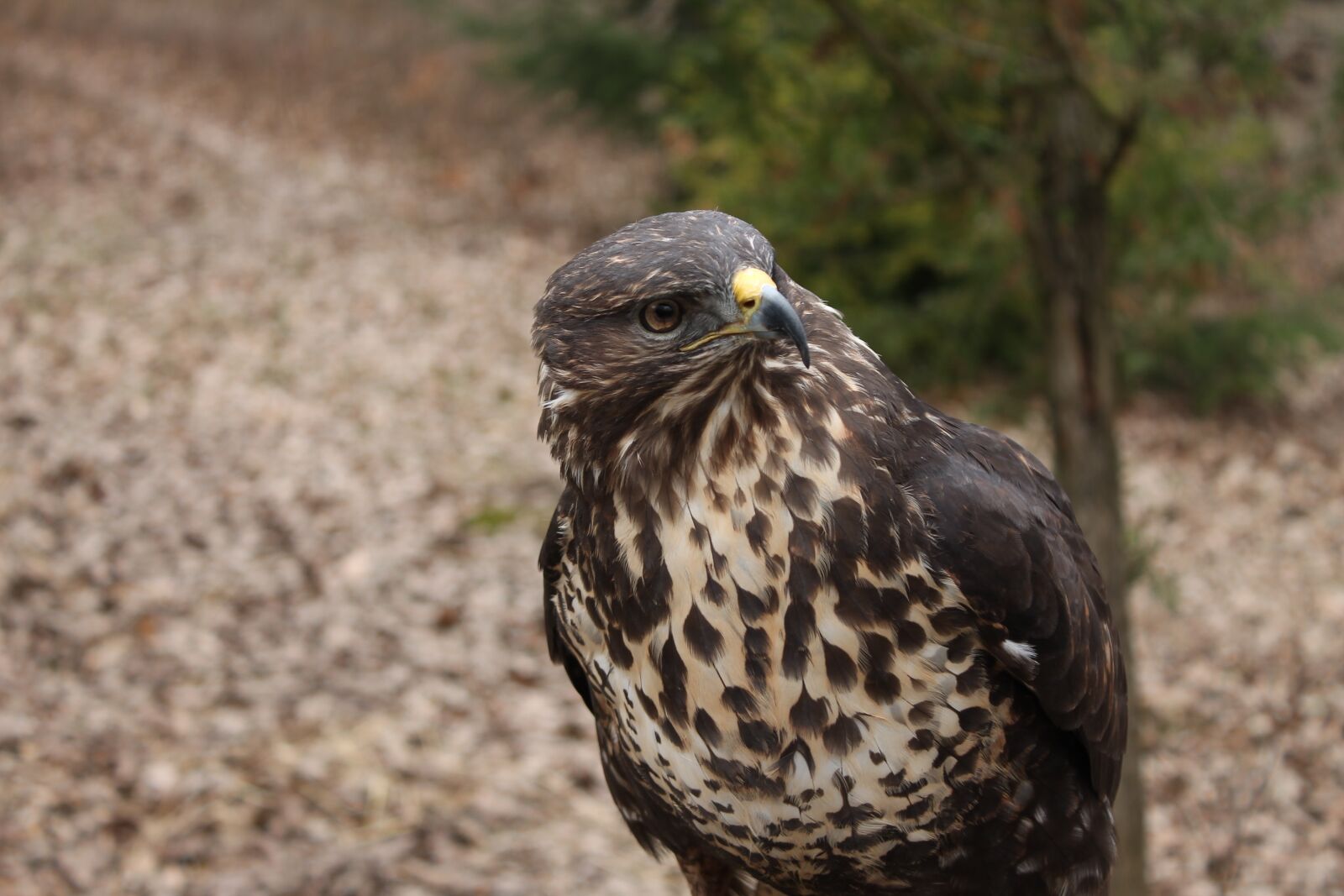 Canon EOS 1100D (EOS Rebel T3 / EOS Kiss X50) sample photo. Bird, nature, birds photography