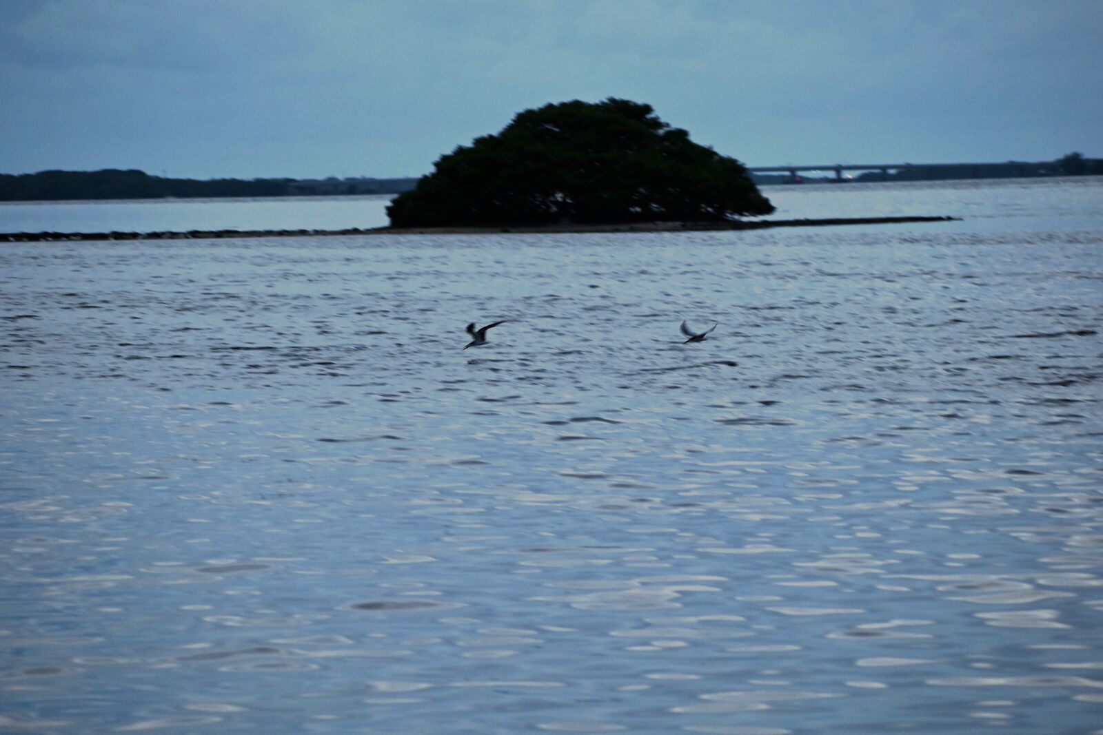VR 70-300mm f/4.5-6.3G sample photo. Water, birds, island photography