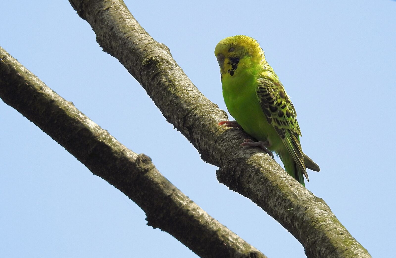 Nikon Coolpix P900 sample photo. Parrot, on the loose photography