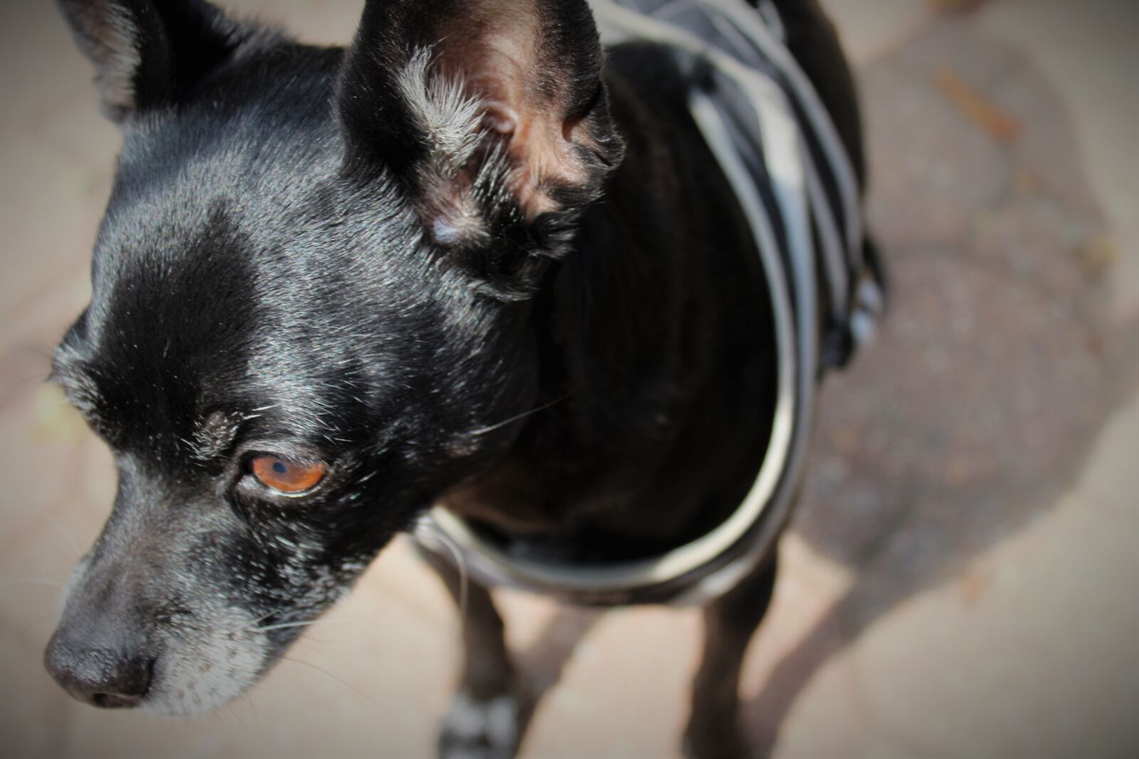 Canon EOS 1200D (EOS Rebel T5 / EOS Kiss X70 / EOS Hi) sample photo. Black, chihuahua, dog, eye photography
