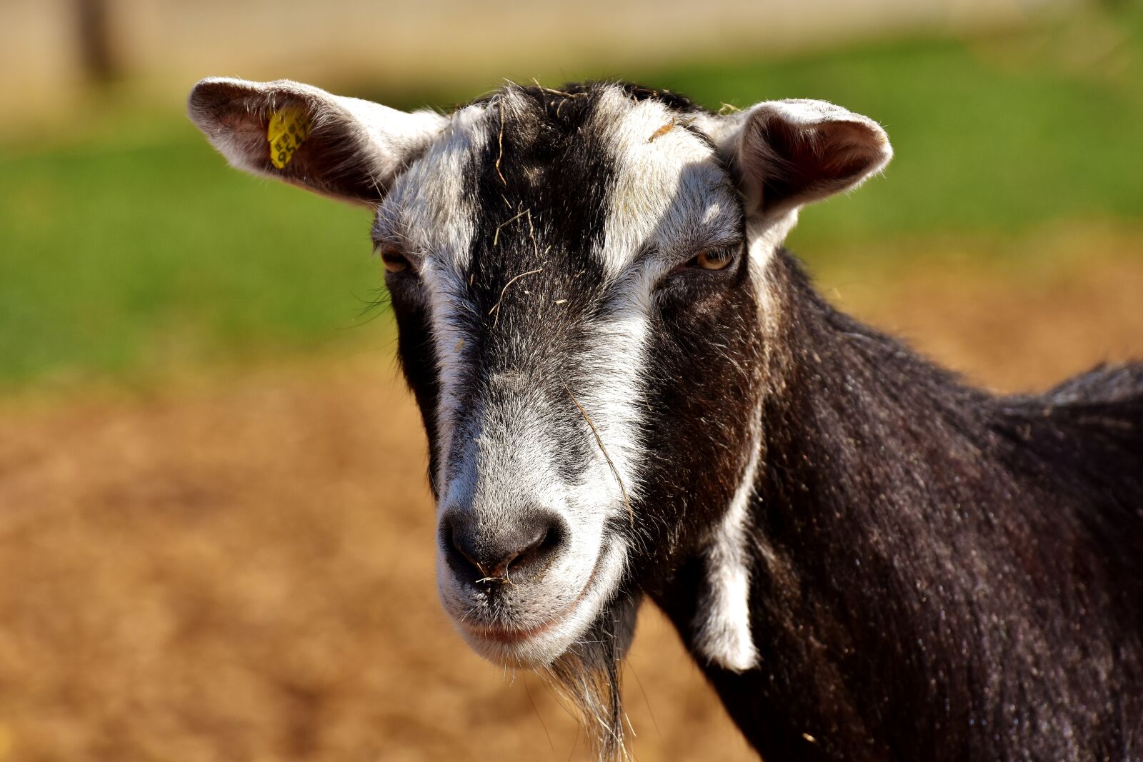 Nikon D7200 sample photo. Goat, animal, nature photography