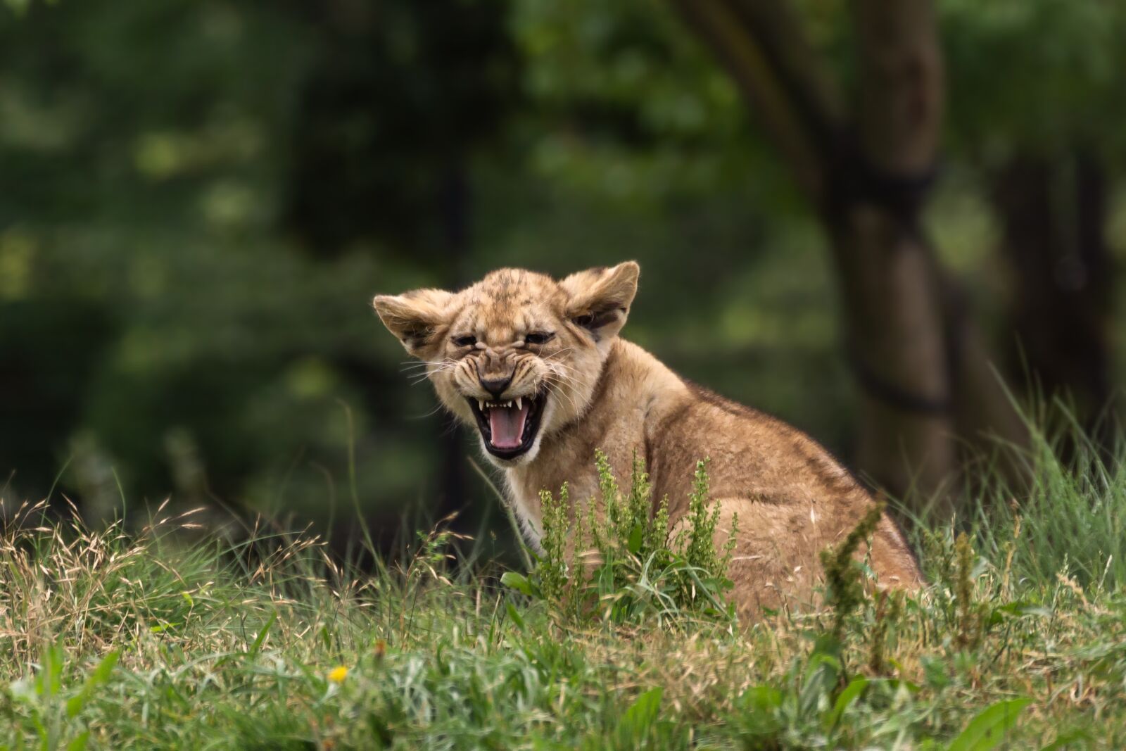 Canon EOS 60D + Canon EF 70-300mm F4-5.6L IS USM sample photo. Zoo, lion cub, predator photography
