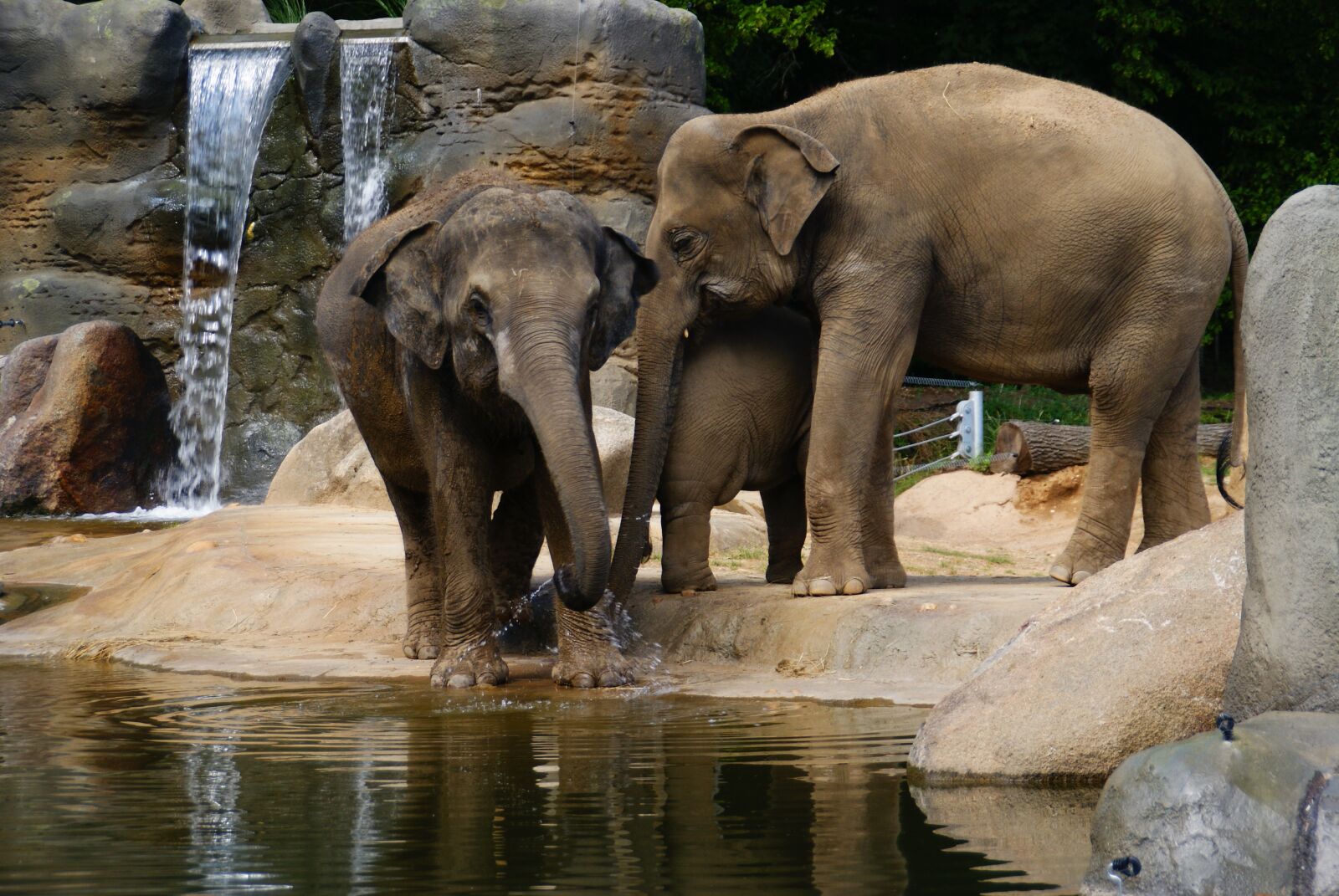 Sony Alpha DSLR-A200 sample photo. Elephants, zoo, proboscis photography