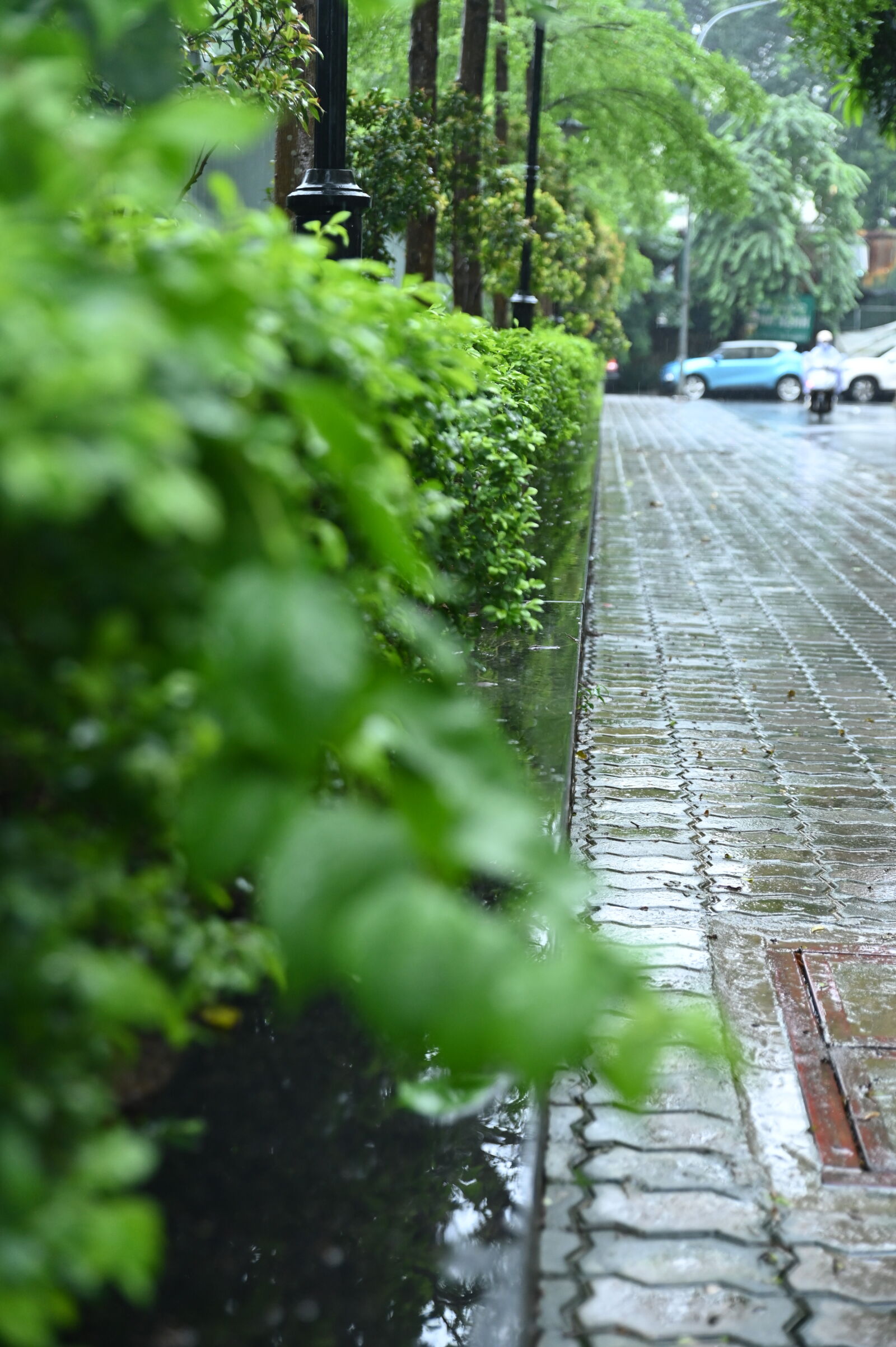 Nikon D780 sample photo