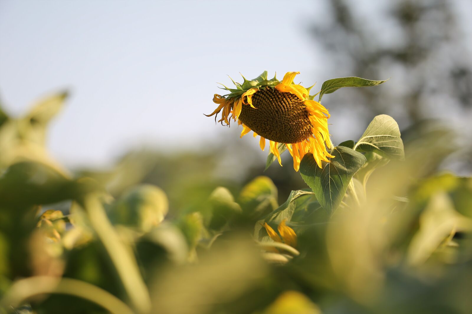 Canon EF 70-300 F4-5.6 IS II USM sample photo. Agriculture, sunflower, bloom photography