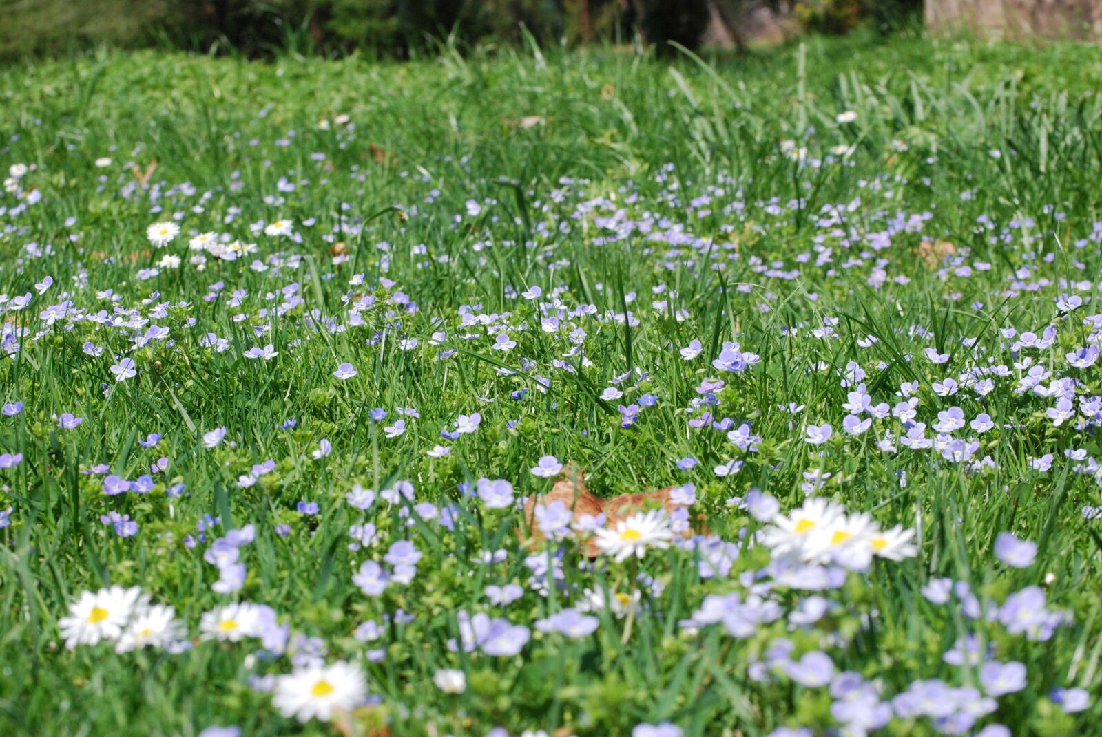 Nikon D60 sample photo. Flower, plant, meadow photography