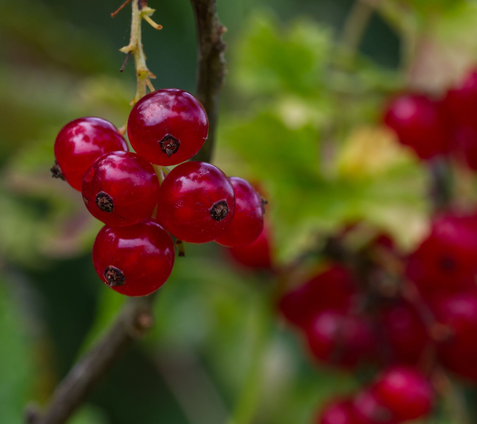 Nikon D5500 sample photo. Currant, summer, fruit photography