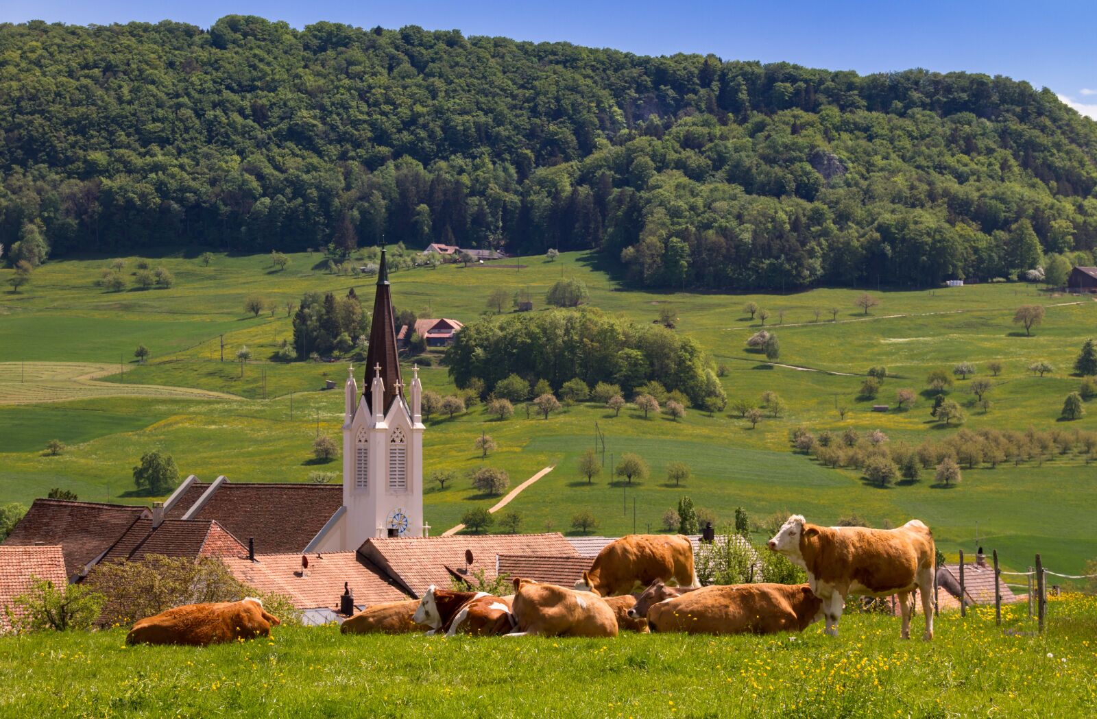 Canon EOS 7D sample photo. Cows, cow, agriculture photography