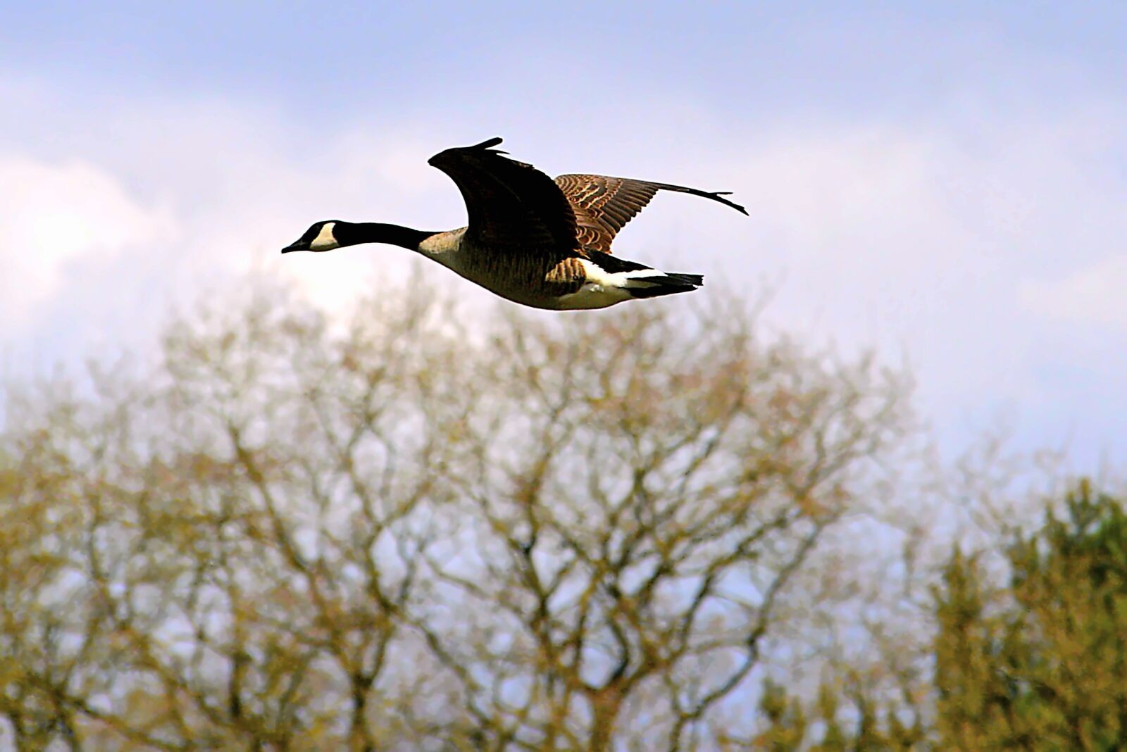 Nikon D3200 sample photo. Canada goose, goose, wild photography