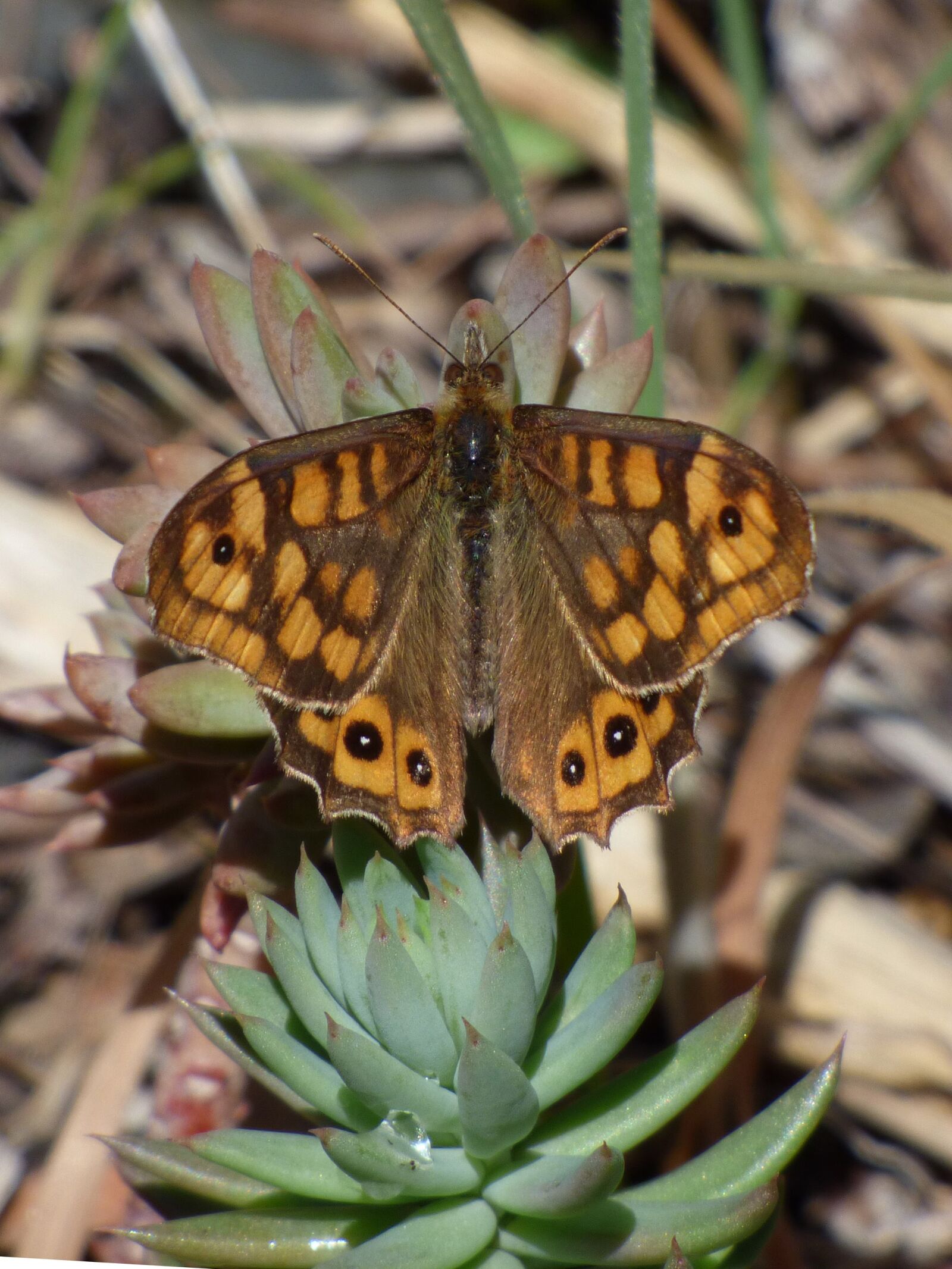 Panasonic Lumix DMC-FZ70 sample photo. Butterfly, pararge aegeria, bruna photography