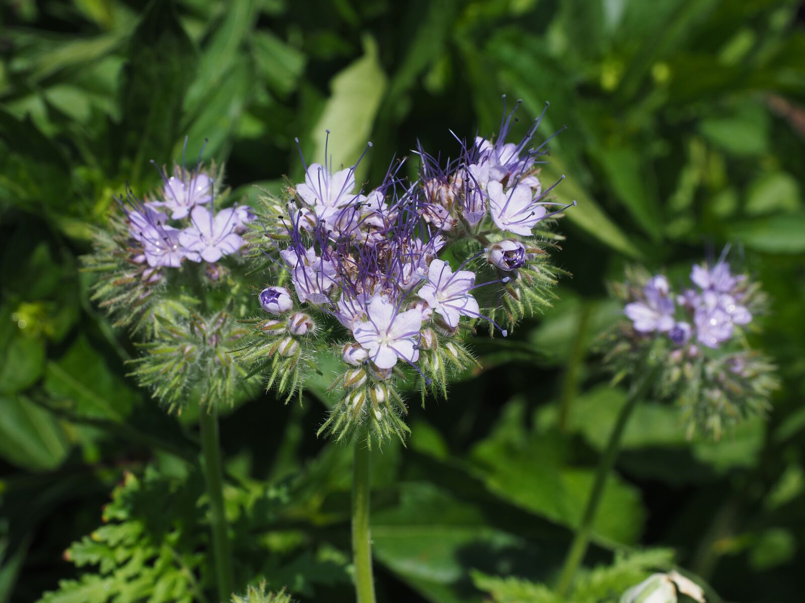 Olympus OM-D E-M1 + Olympus M.Zuiko Digital ED 12-40mm F2.8 Pro sample photo. Phacelia, flower, flowers photography