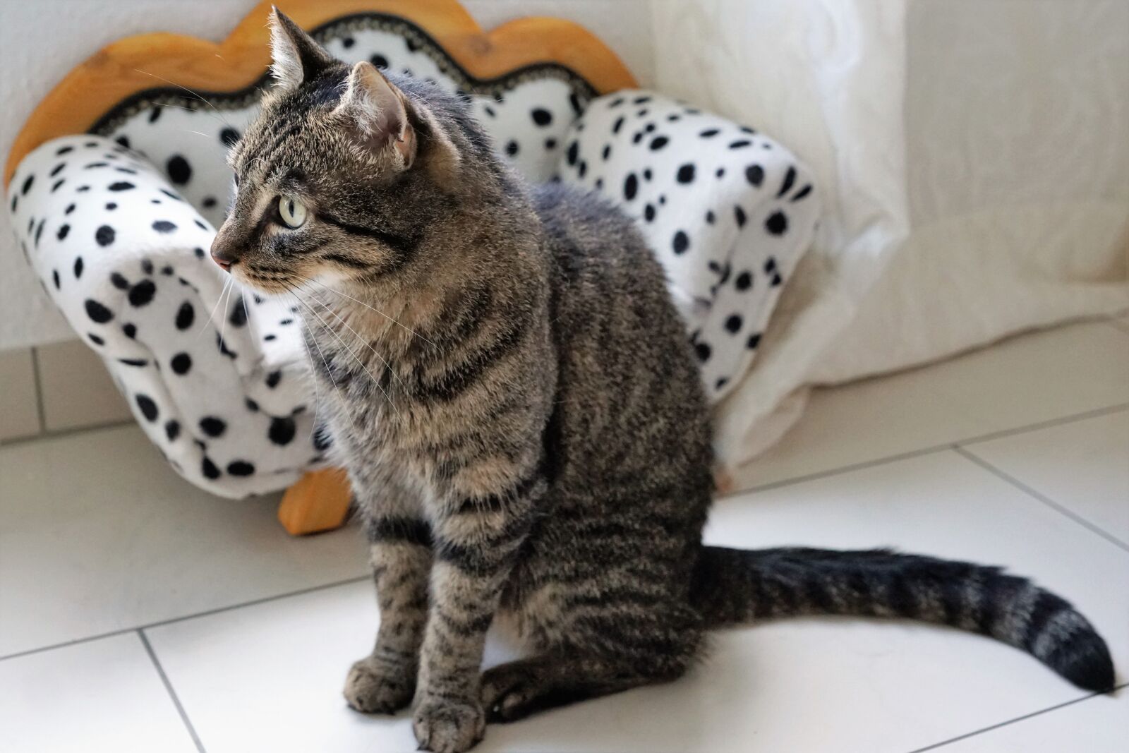 Sony ILCA-77M2 + Sony DT 16-50mm F2.8 SSM sample photo. Cat, tiger, animal photography
