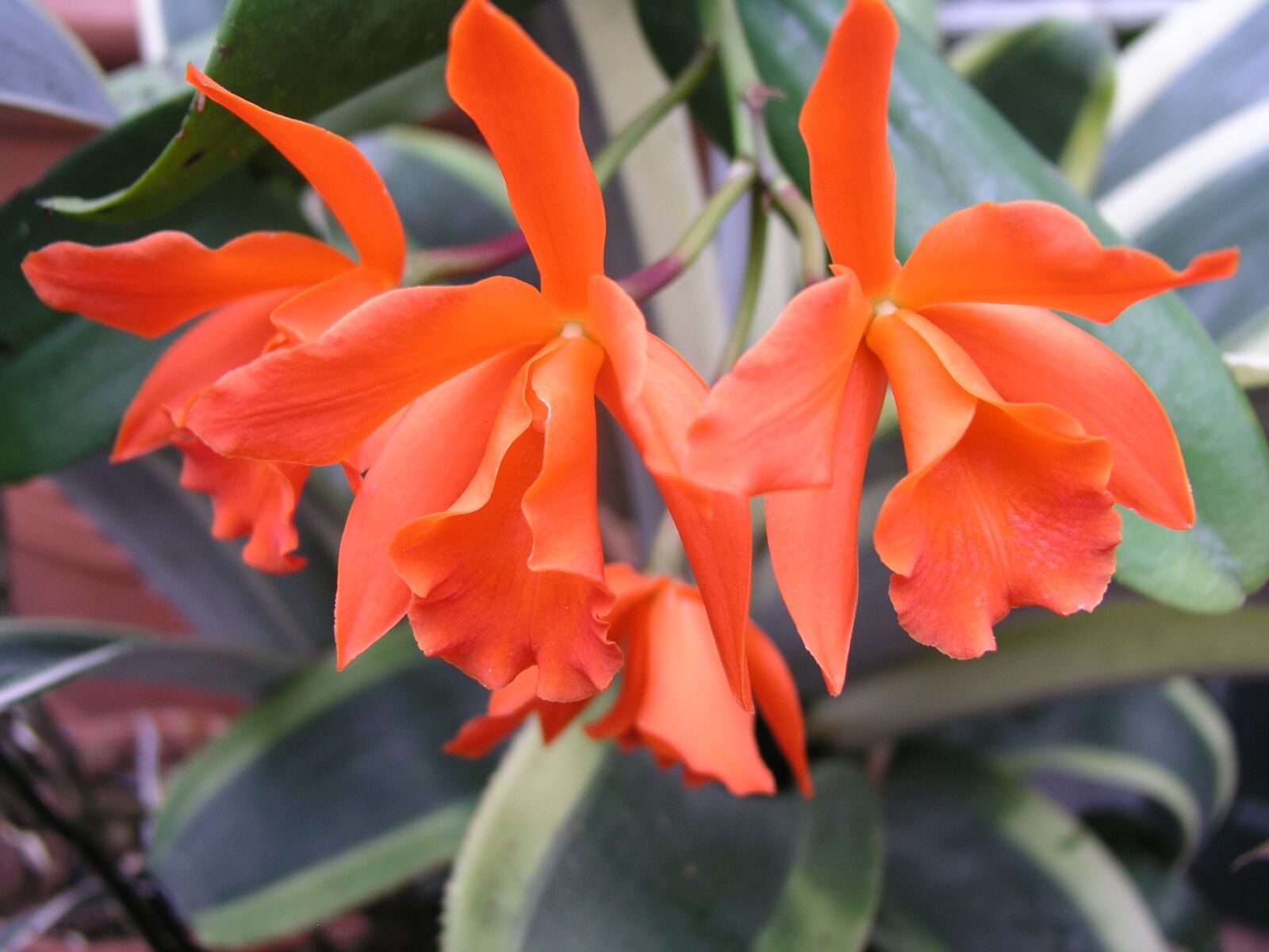 Olympus C5050Z sample photo. Orchid, flower, orange photography