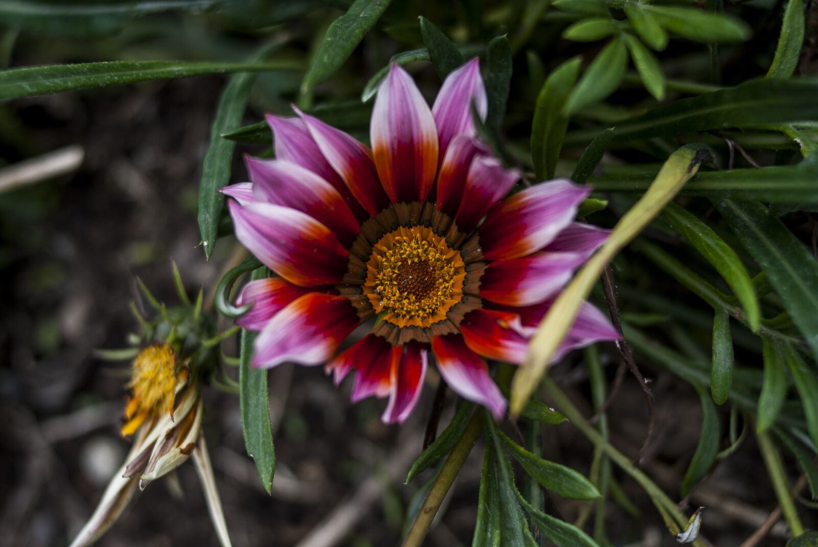 Nikon D60 sample photo. Nature, plant, flower photography