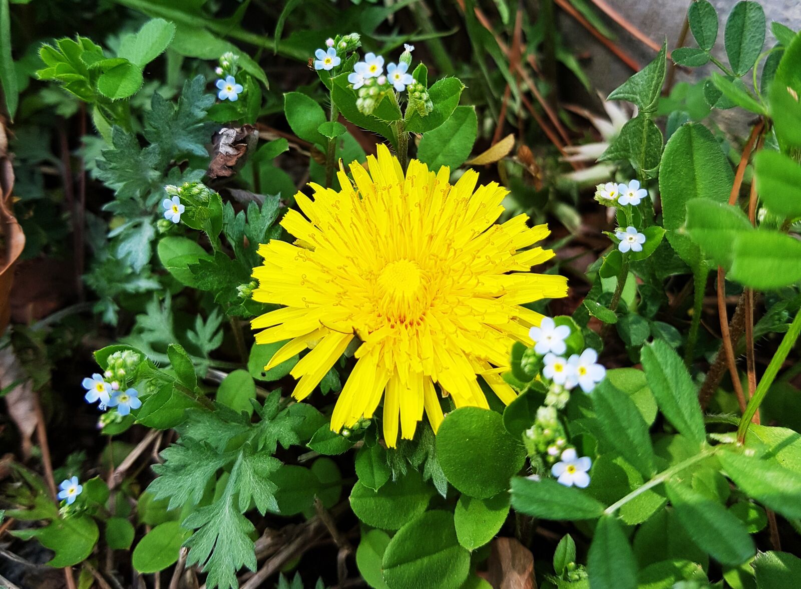Samsung Galaxy S7 sample photo. Dandelion, yellow flower, yellow photography