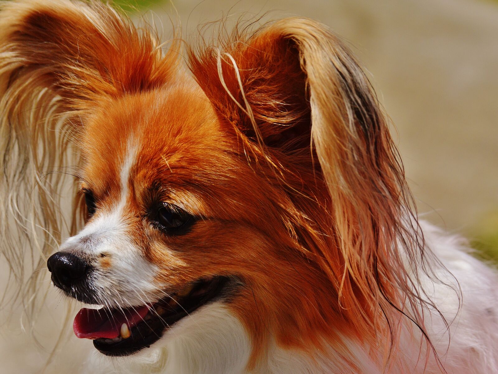 Nikon D3200 sample photo. Dog, chihuahua, cute photography
