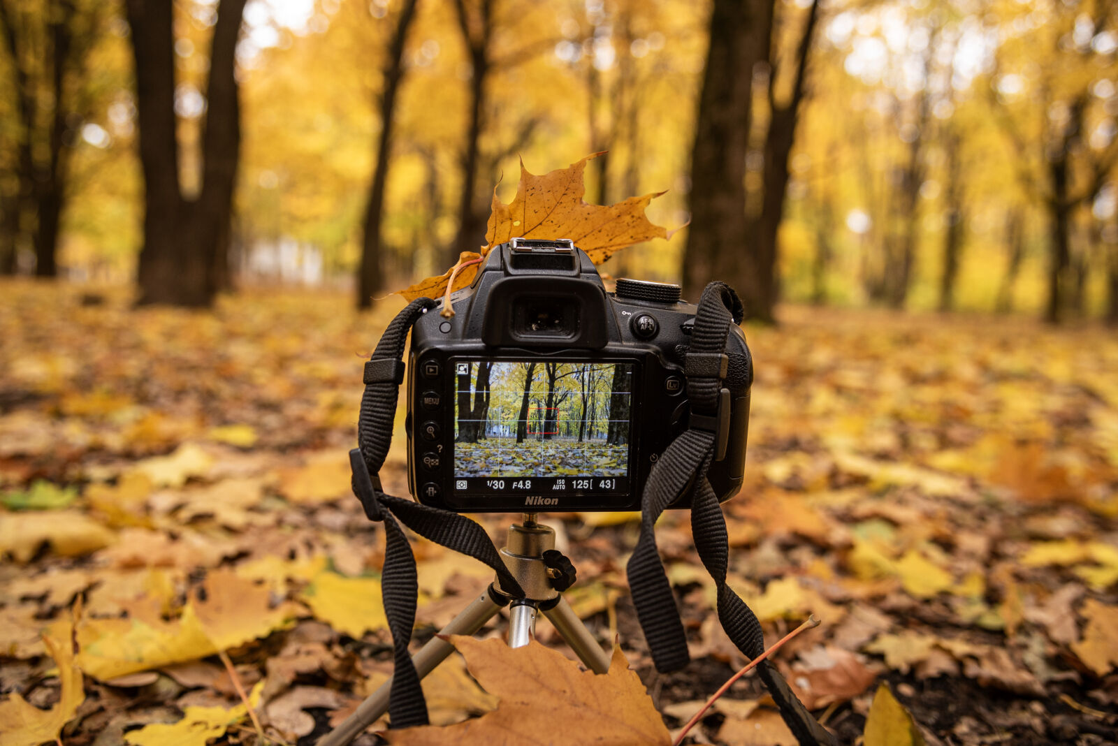 Nikon D750 sample photo