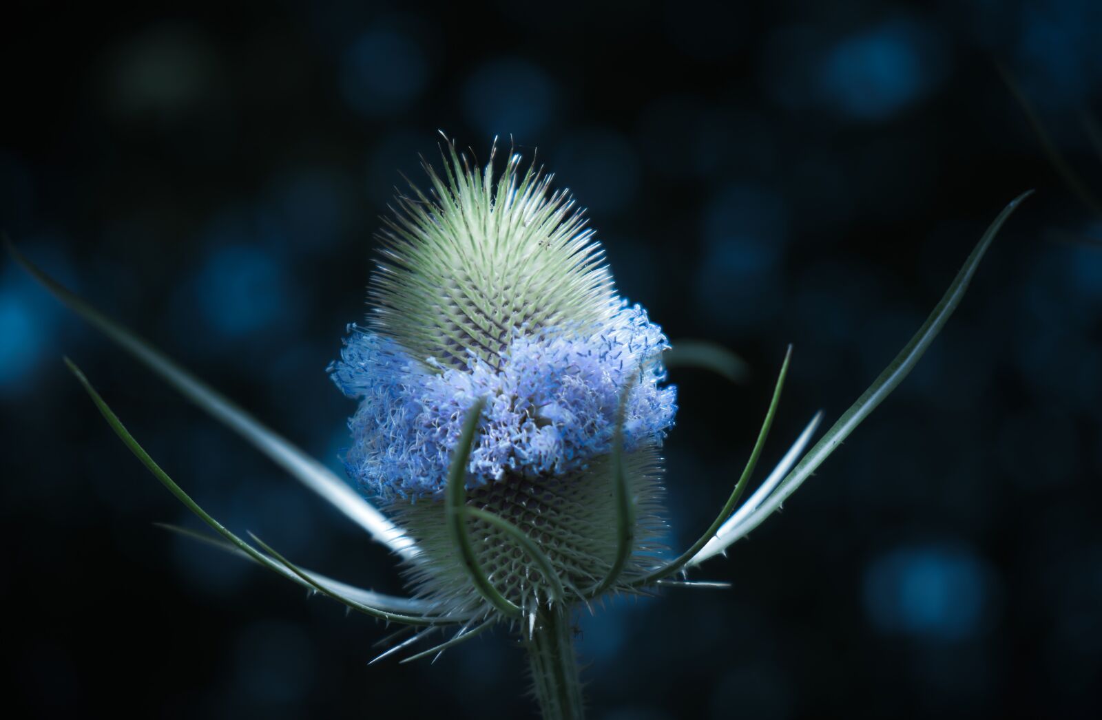 Fujifilm XF 18-55mm F2.8-4 R LM OIS sample photo. Thistle, moonlight, dark photography