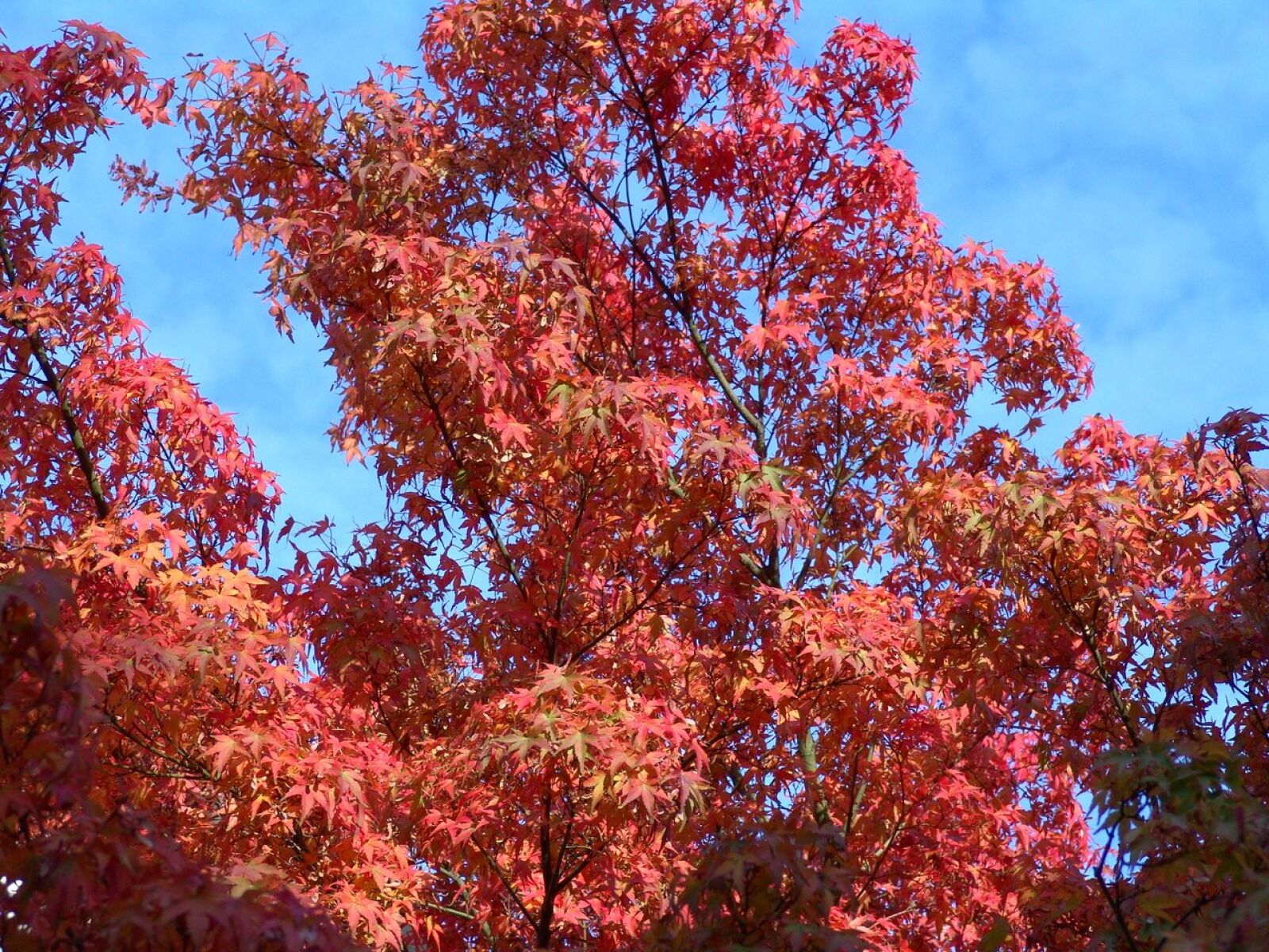 Sony DSC-F828 sample photo. Autumn, fall foliage, october photography