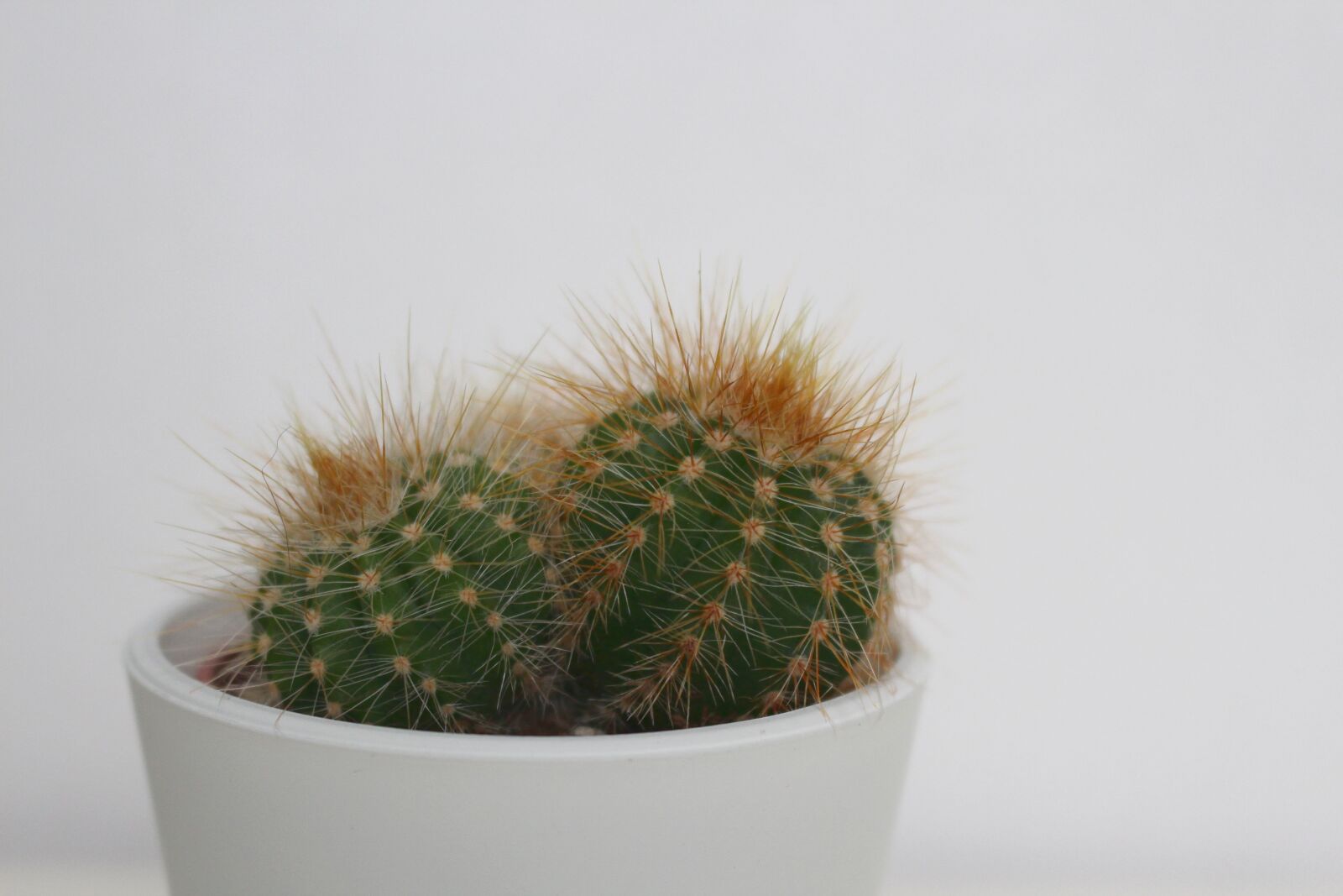 Canon EOS 700D (EOS Rebel T5i / EOS Kiss X7i) sample photo. Cactus, houseplant, green photography
