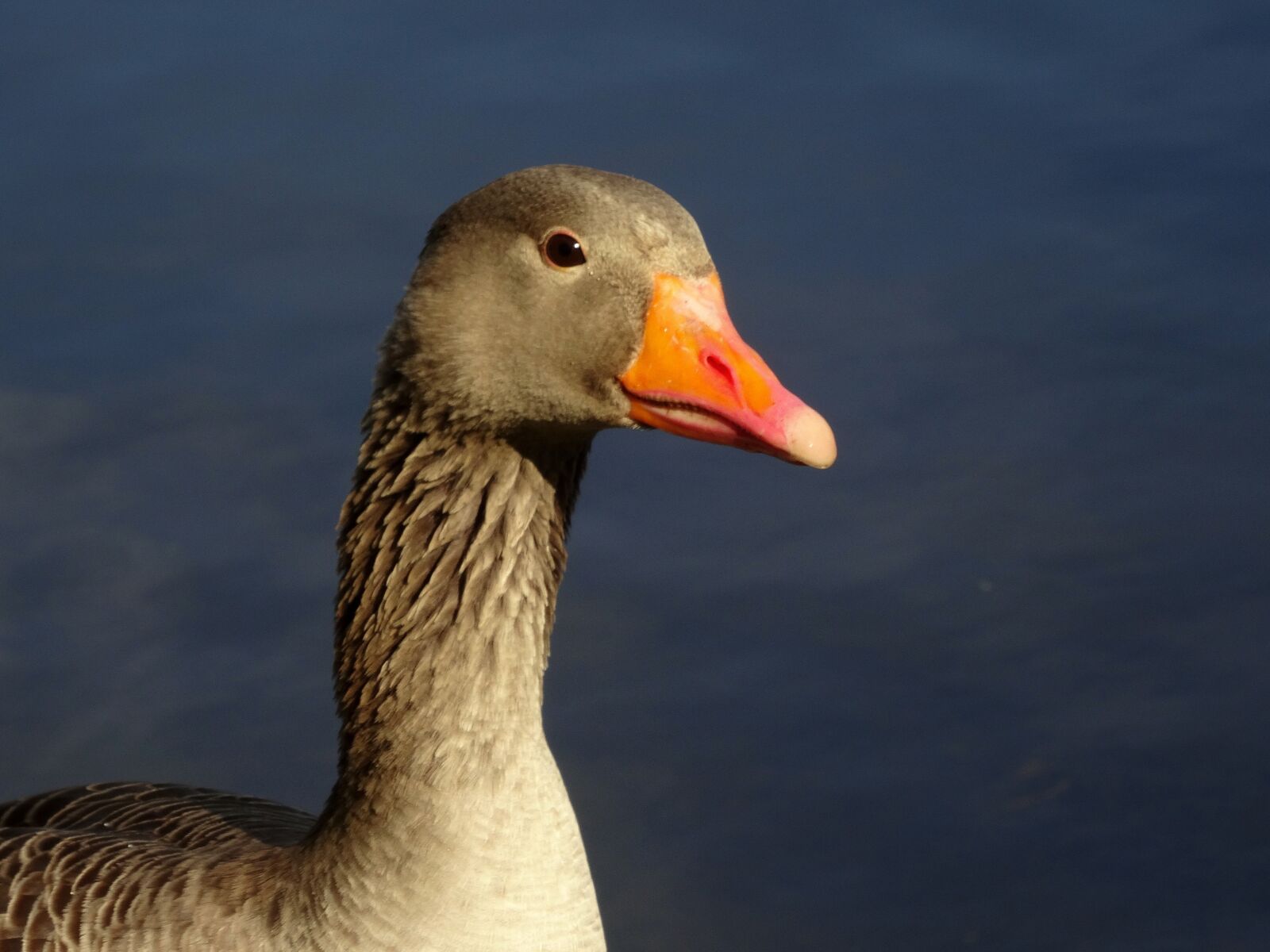 Sony DSC-HX50 sample photo. Goose, duck, animal photography