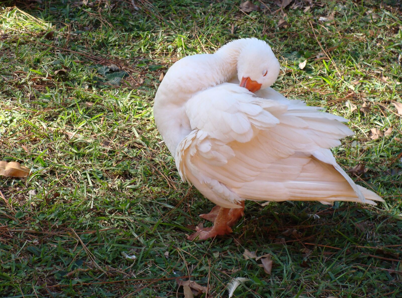 Sony DSC-H3 sample photo. Goose, bird, plumage photography