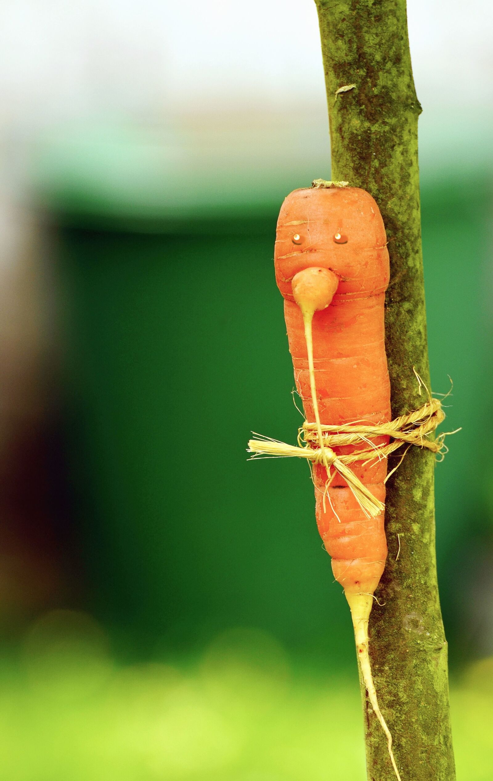 Nikon D5100 sample photo. Rope, carrot, branch, vegetable photography