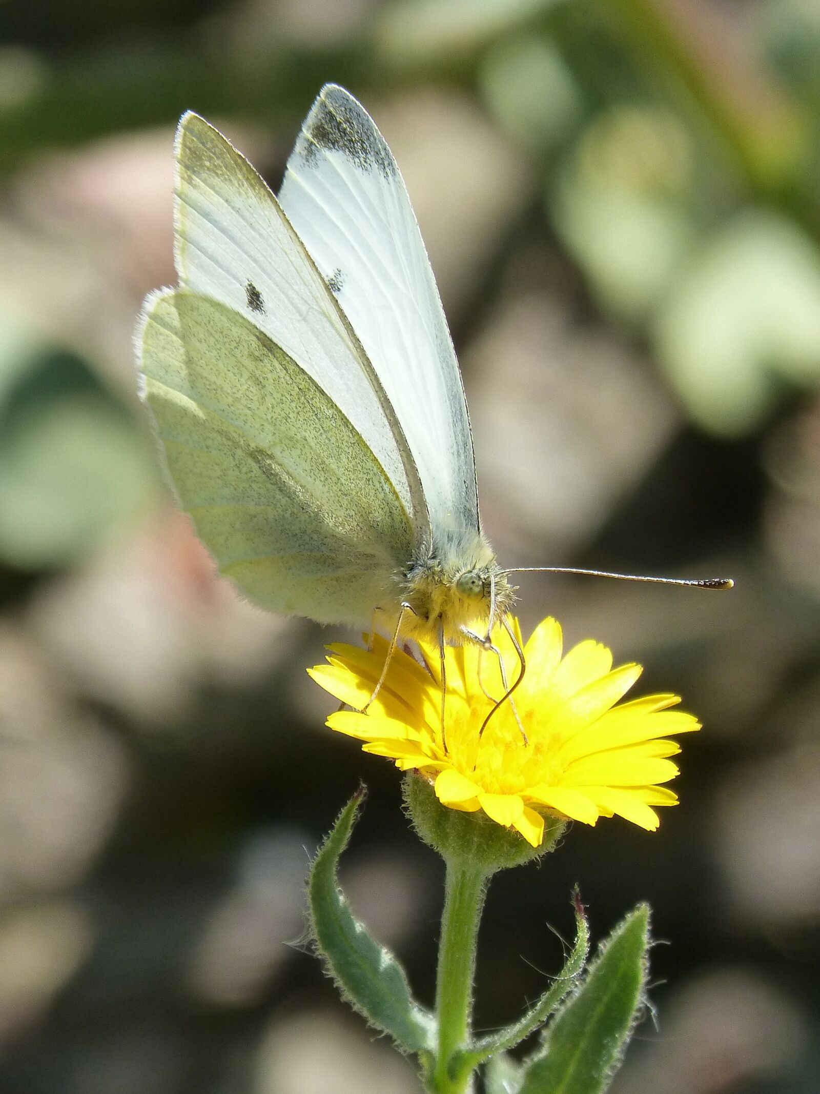 Panasonic DMC-FZ62 sample photo. Butterfly, libar, pollen photography