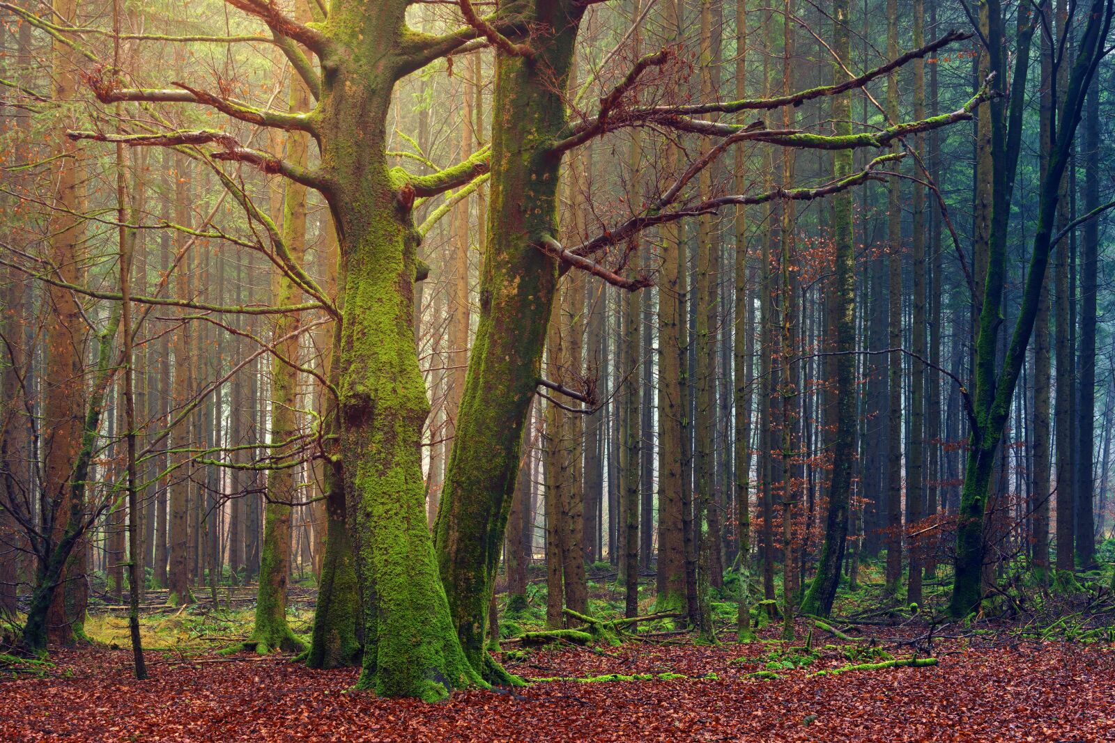 Sony a7 + Sony DT 50mm F1.8 SAM sample photo. Tree, autumn, wood photography