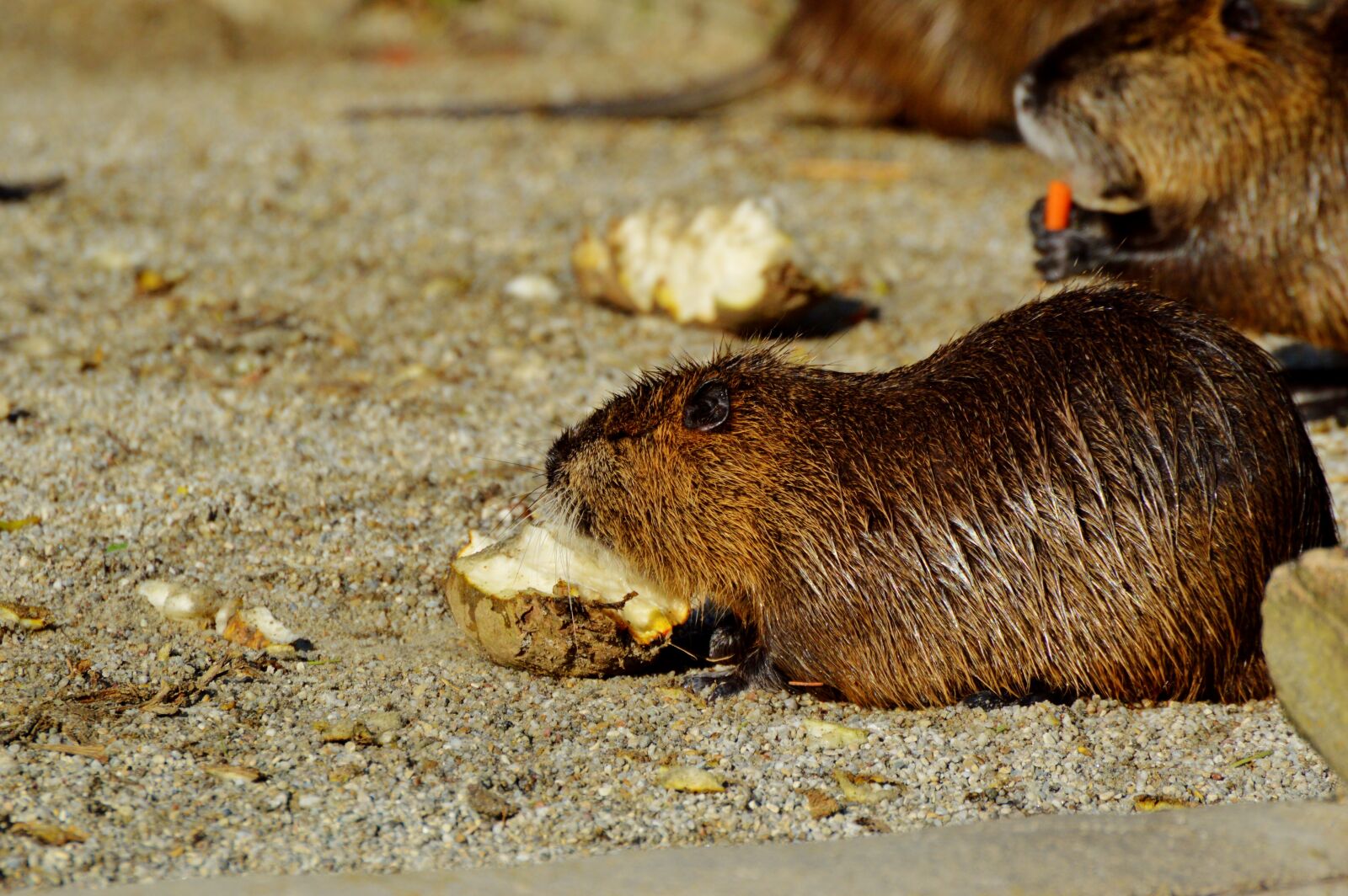 Nikon D3200 sample photo. Nutria, rodent, water rat photography