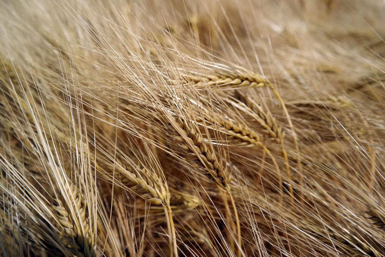 Samsung NX30 + NX 18-55mm F3.5-5.6 sample photo. Wheat, grain, agriculture photography