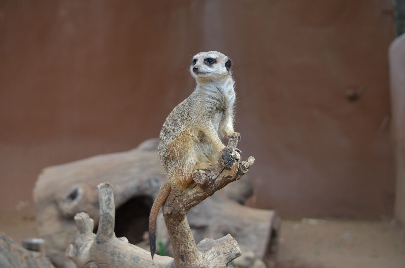 Nikon D5100 sample photo. Animal, wild, wildlife photography