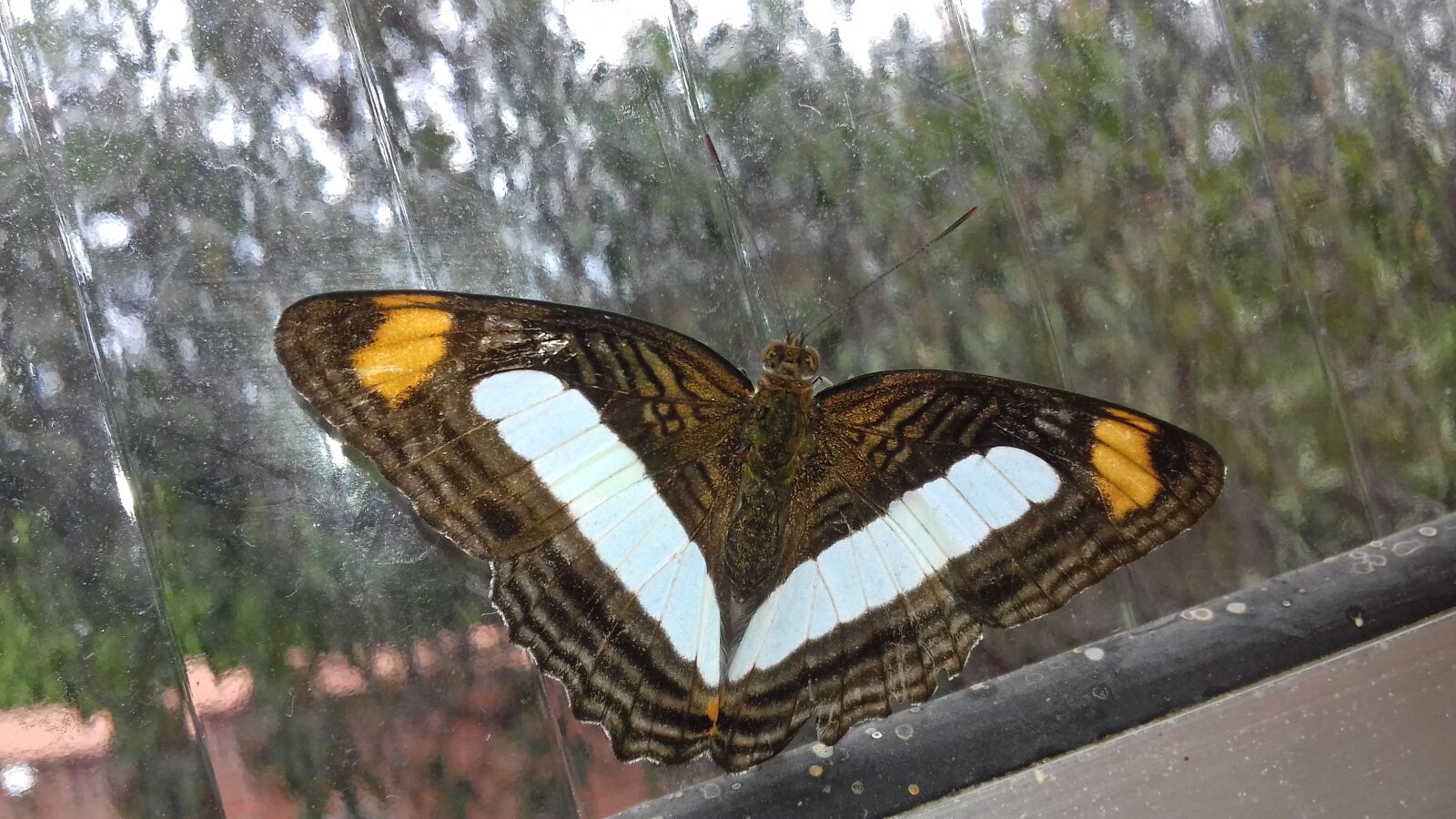 Samsung Galaxy J3(2016) sample photo. Butterfly, lepidopteran, insect photography