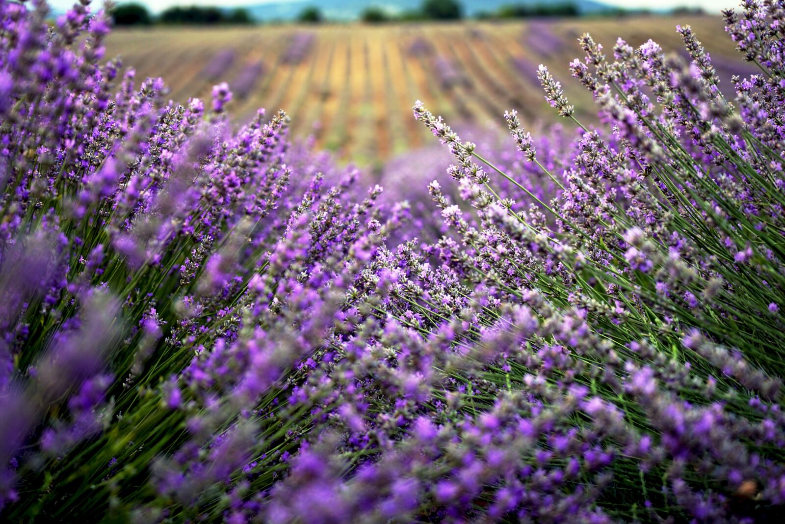 Sony a7 + Sony Vario Tessar T* FE 24-70mm F4 ZA OSS sample photo. Lavender, field, in photography