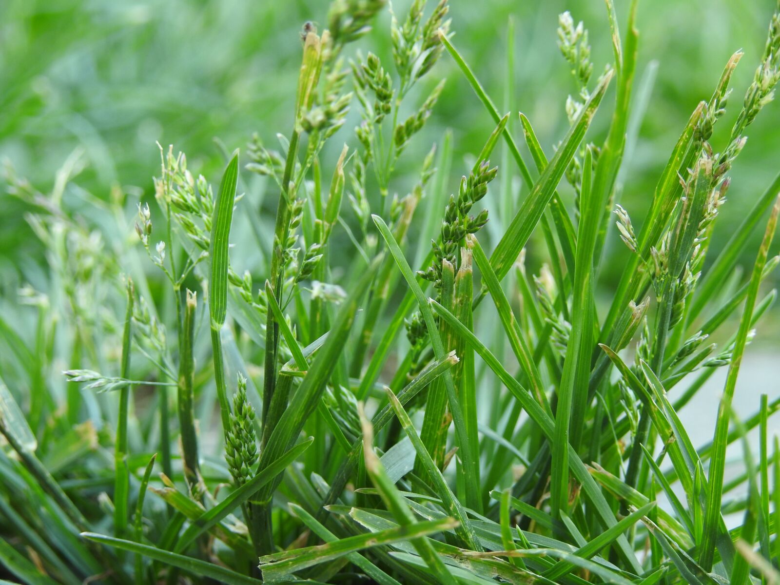 Nikon Coolpix P900 sample photo. Lawn, grass, nature photography