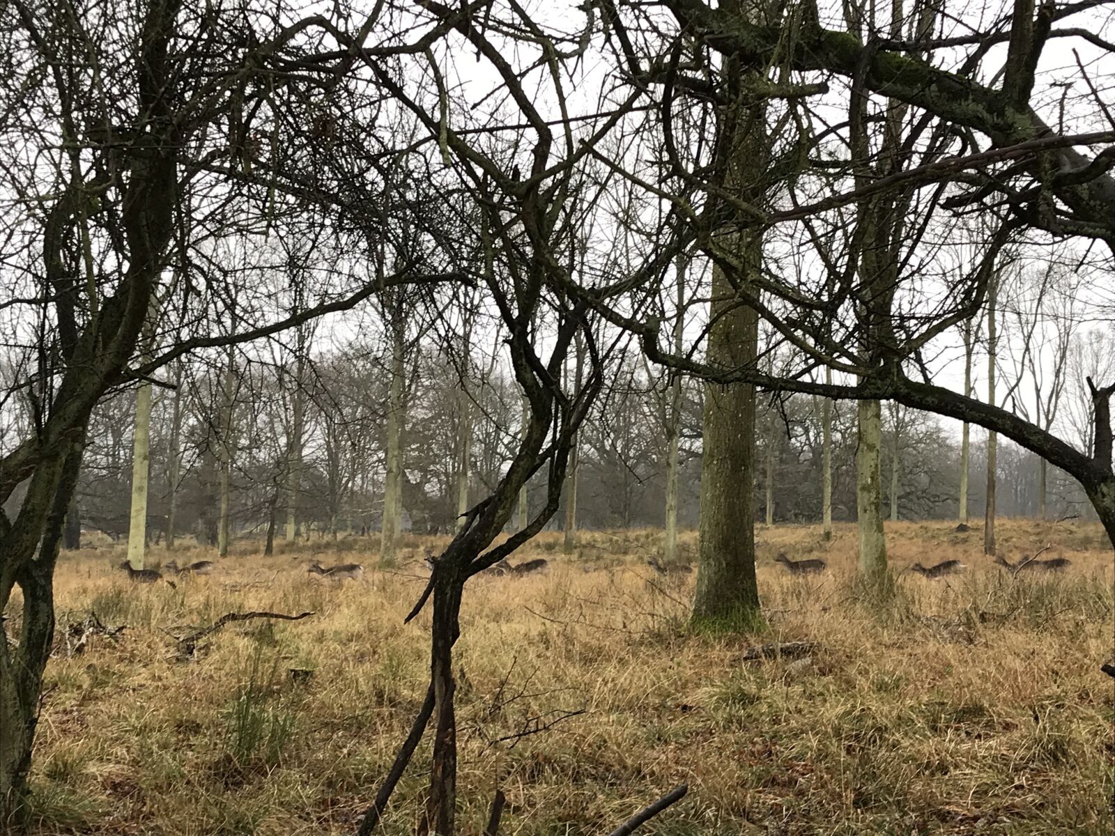 iPhone 7 back camera 3.99mm f/1.8 sample photo. Deer park, forest, deer photography