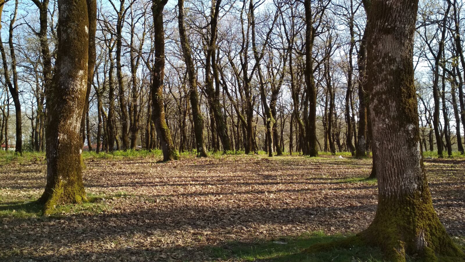 Xiaomi Redmi 4X sample photo. Oak trees, spring, foloi photography