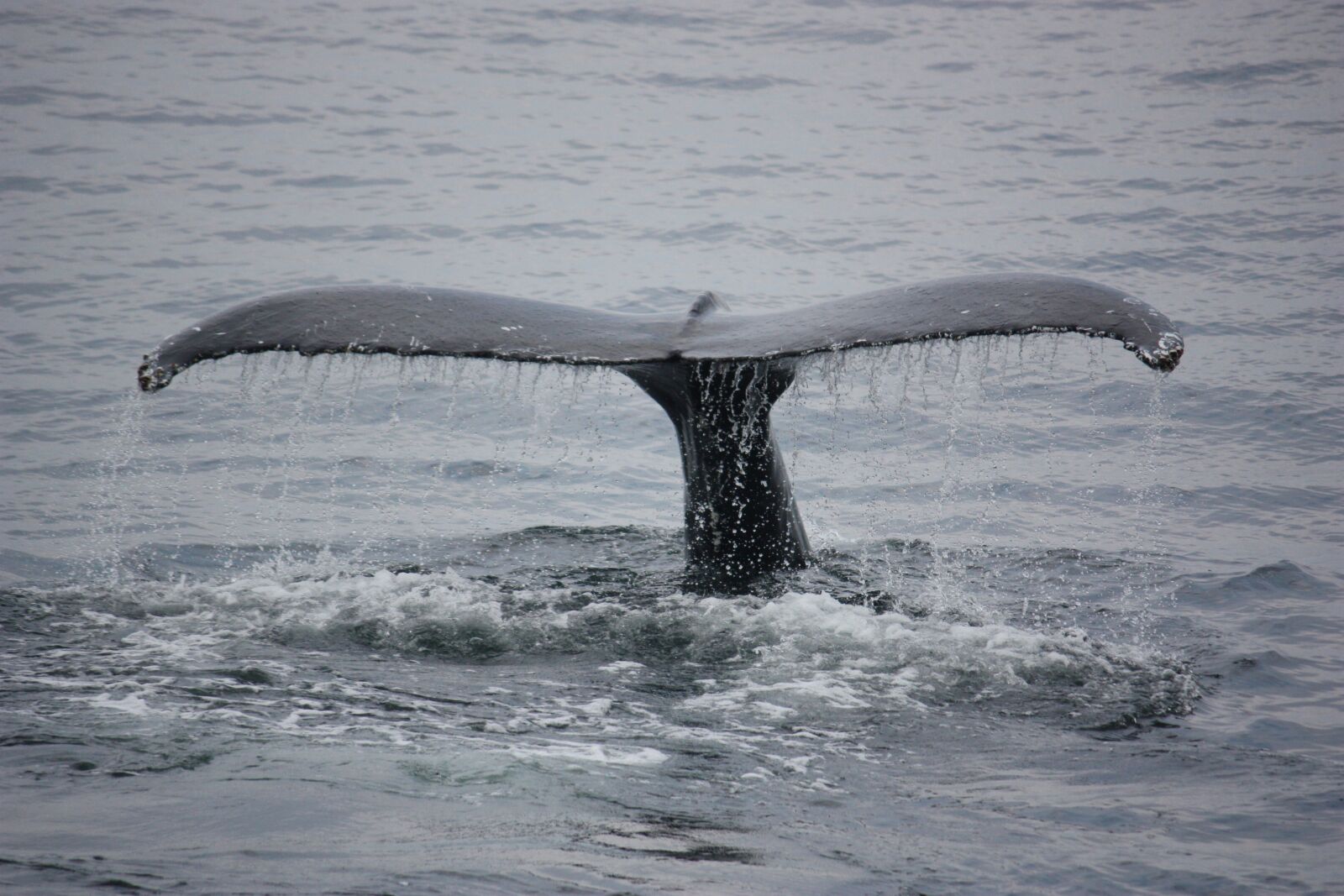 Canon EOS 450D (EOS Rebel XSi / EOS Kiss X2) sample photo. Whales, animals, fin photography