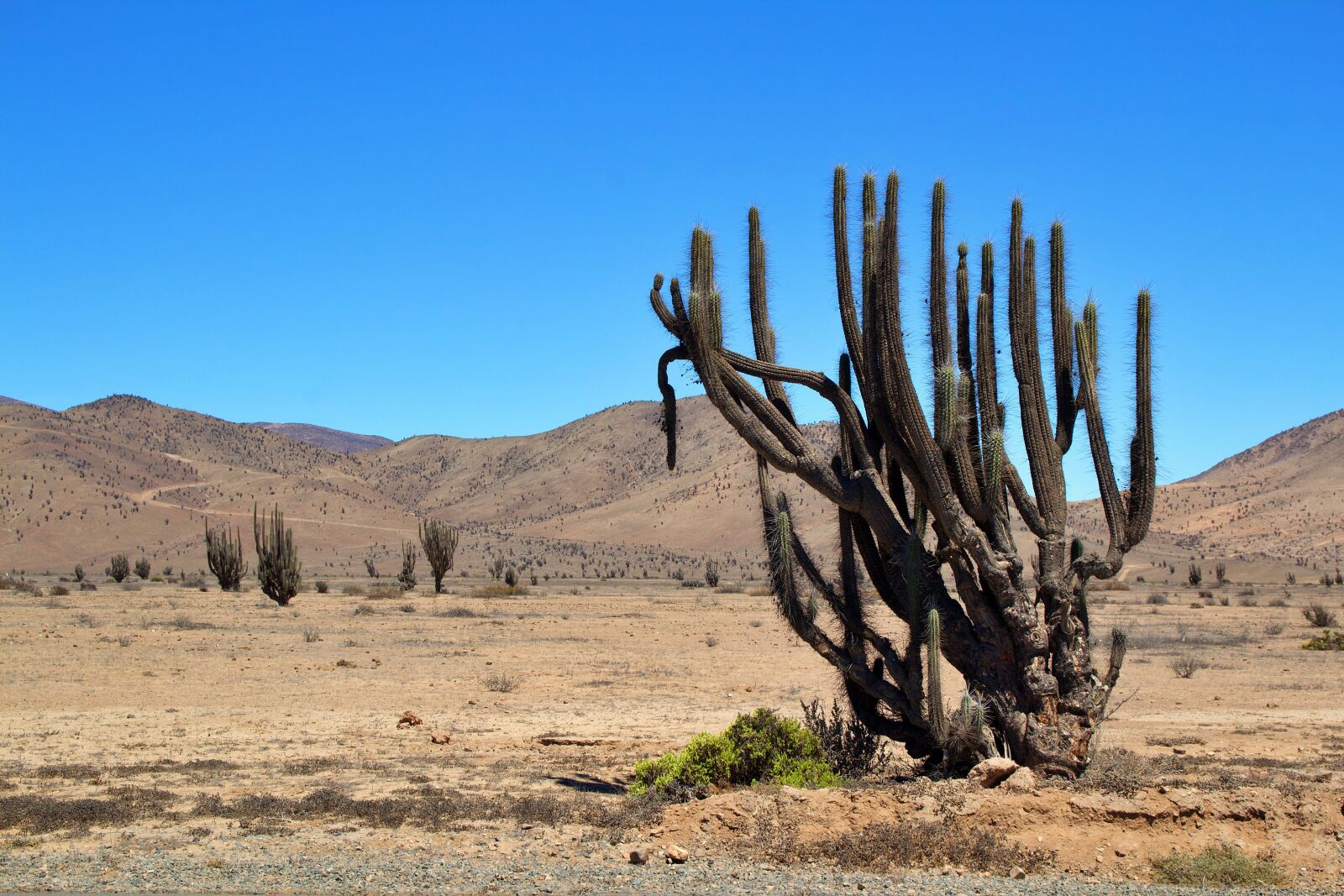 Canon EOS 600D (Rebel EOS T3i / EOS Kiss X5) sample photo. Chile, nature, national park photography