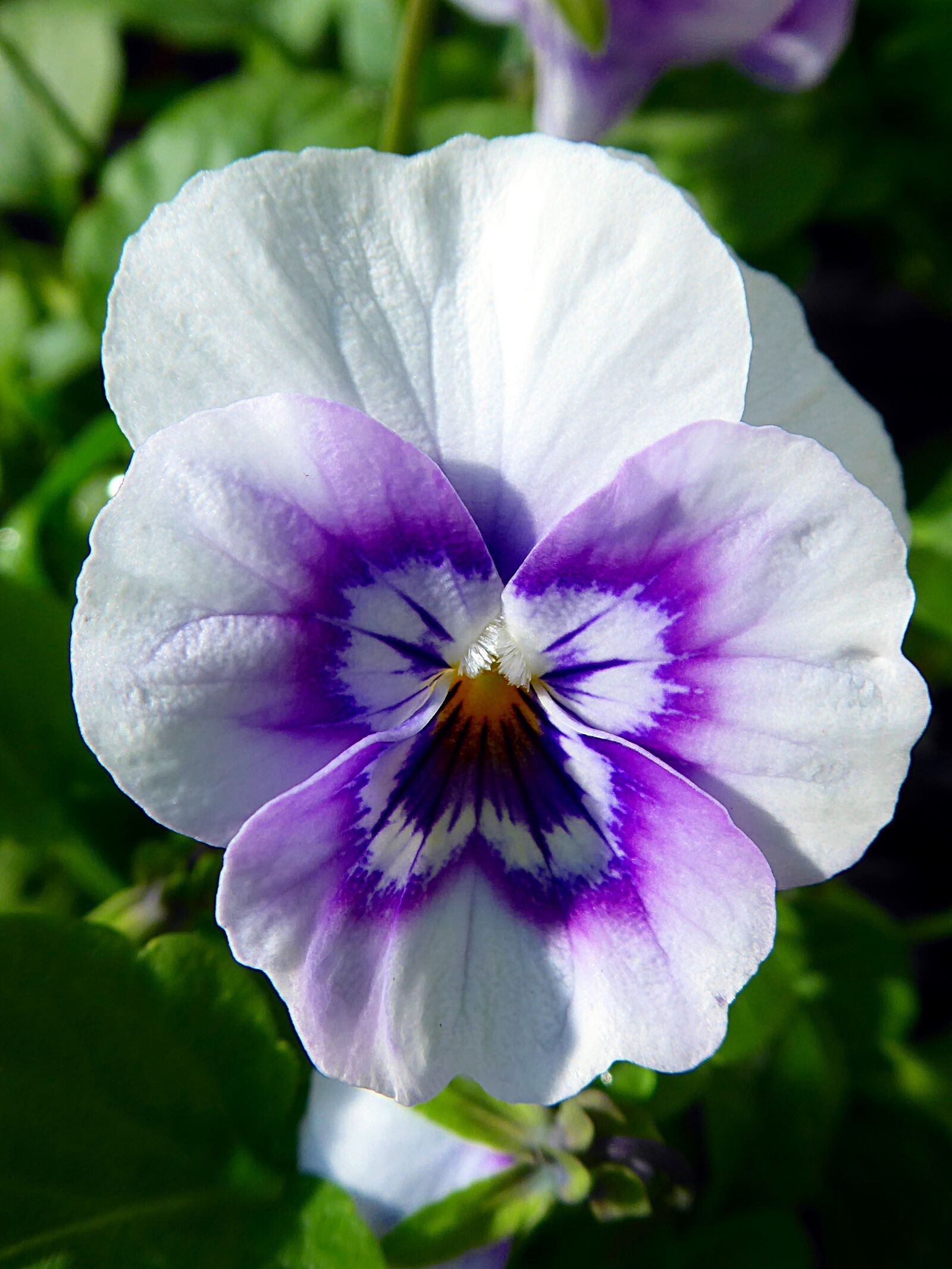 Panasonic Lumix DMC-ZS50 (Lumix DMC-TZ70) sample photo. Thinking, viola, purplish photography