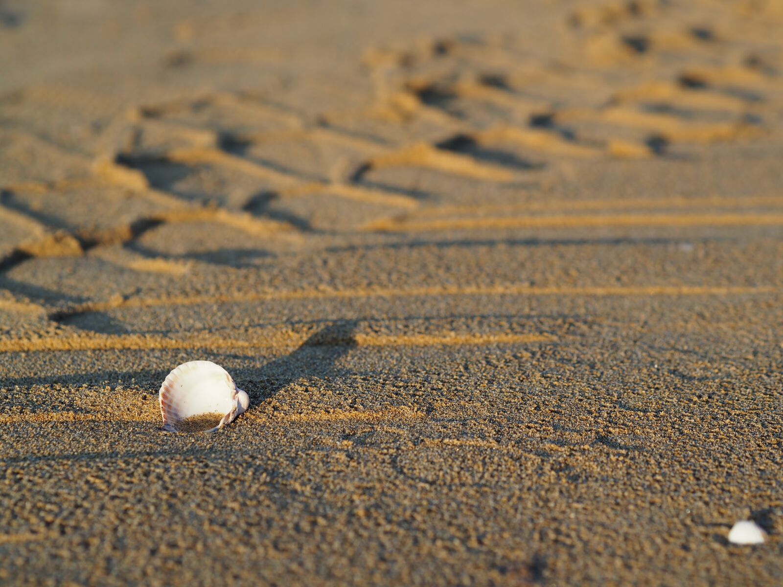 Olympus OM-D E-M10 + Olympus M.Zuiko Digital 45mm F1.8 sample photo. Beach, sea, mussels photography