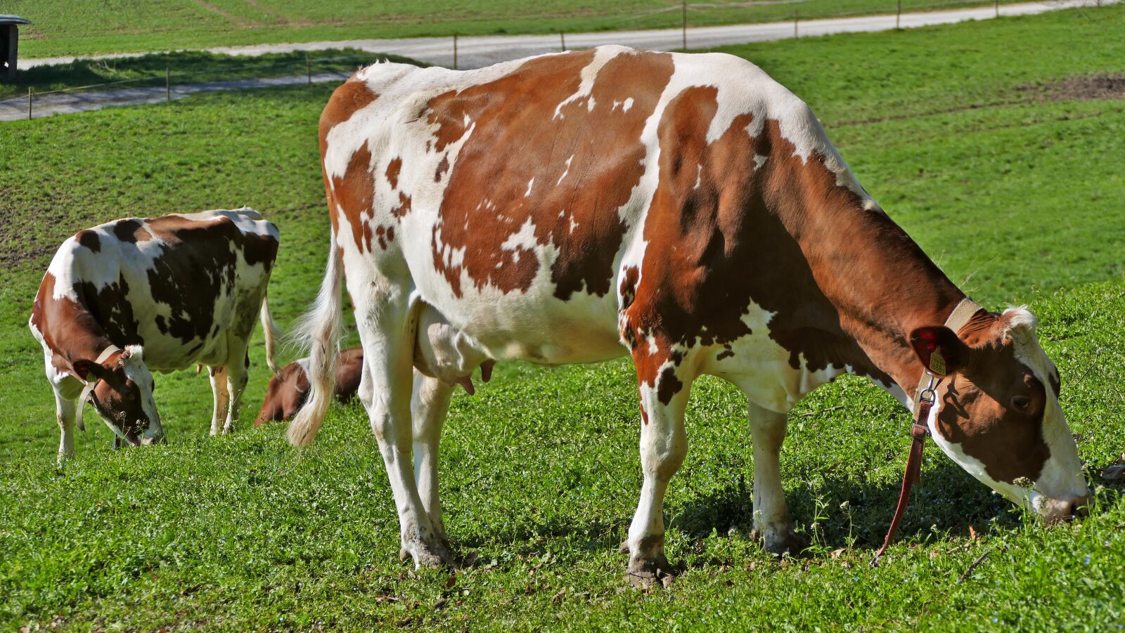 Panasonic Lumix DMC-FZ1000 sample photo. Agriculture, nature, cows photography