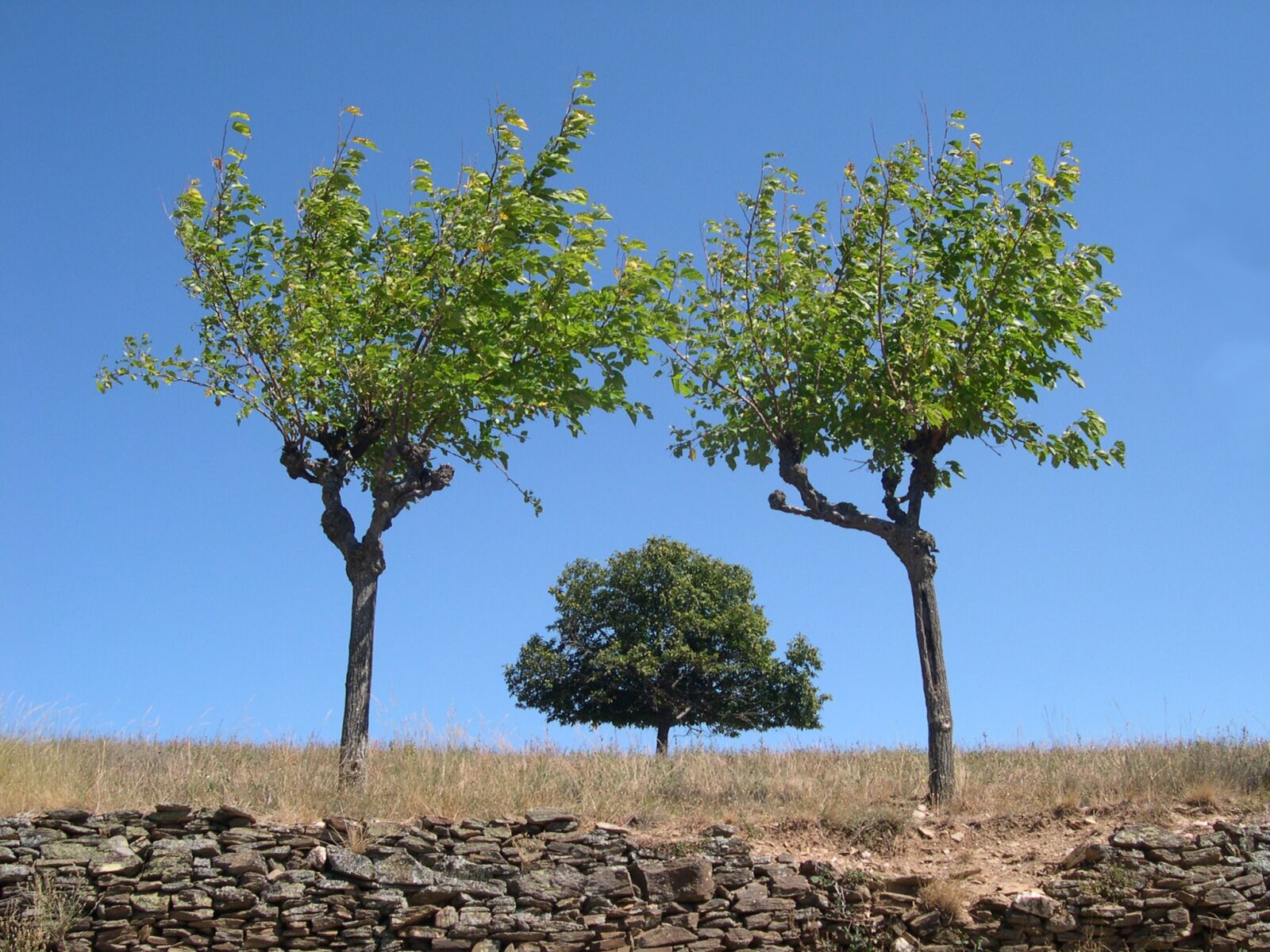 Nikon E4300 sample photo. Tree, symmetry, ardèche photography