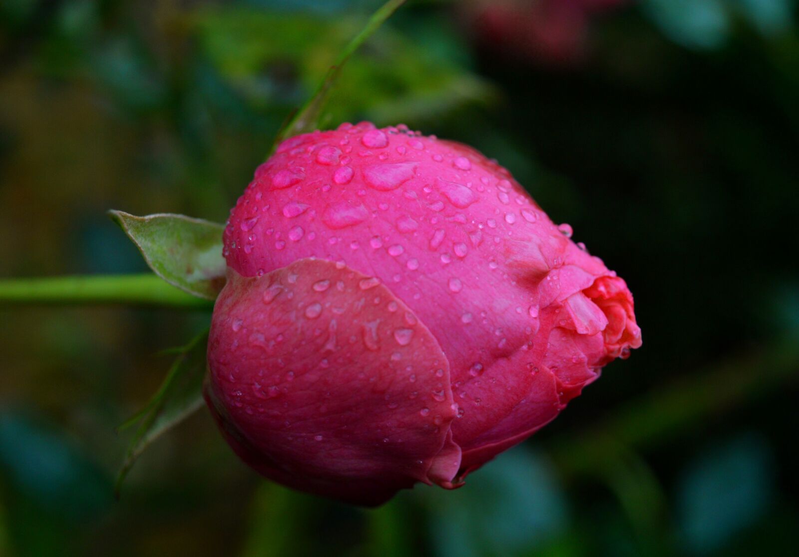 Nikon D3200 sample photo. Rosebud, rose, closed photography