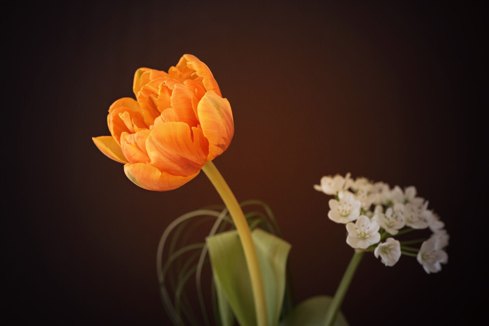 Nikon D750 sample photo. Flower, tulip, orange flower photography