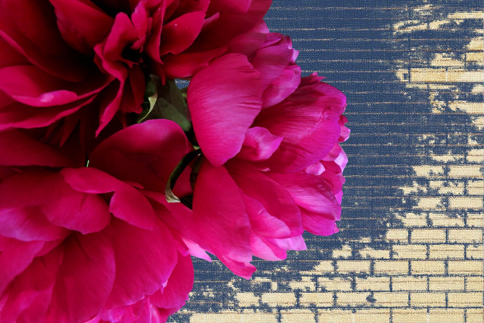 Panasonic Lumix DMC-LX10 (Lumix DMC-LX15) sample photo. Peony, red, flowers photography