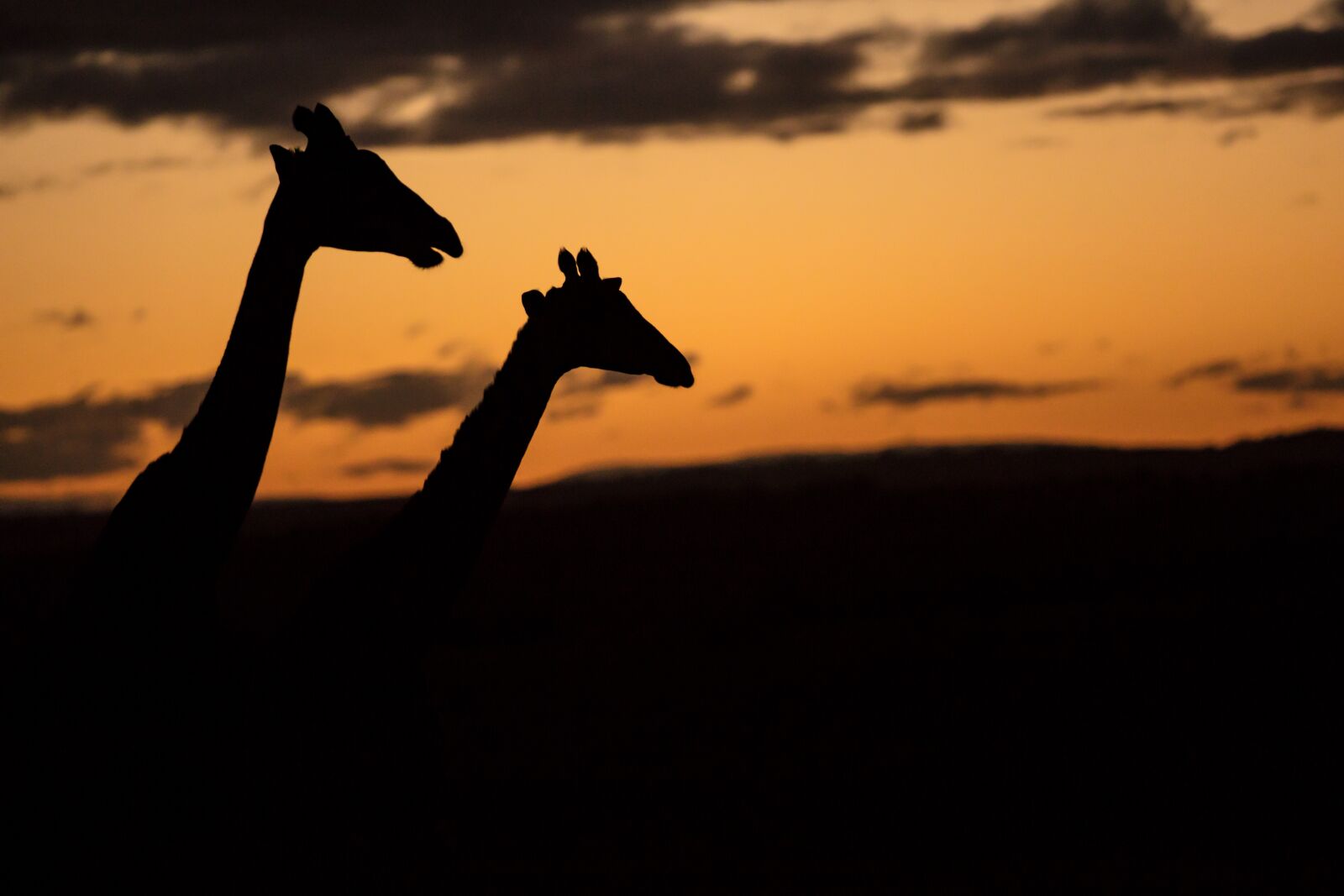 Canon EOS 5DS + Canon EF 70-200mm F2.8L IS II USM sample photo. Sunset, silhouette, africa photography