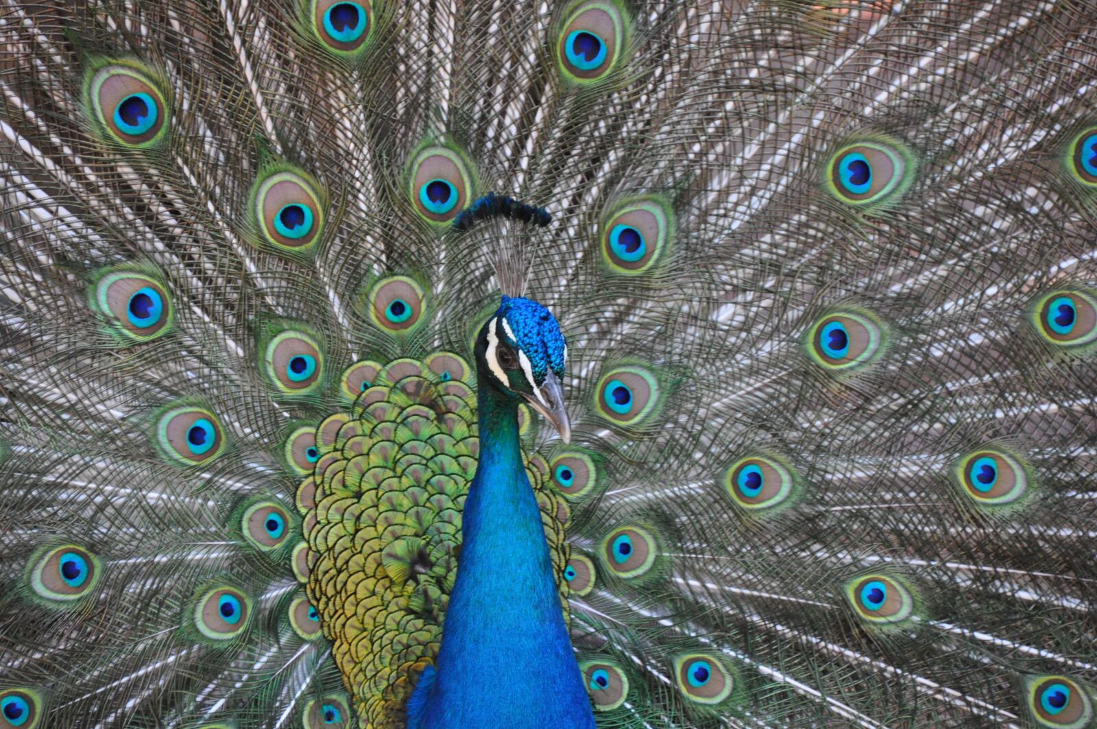 Nikon D5000 sample photo. Peacock, birds, iridescent photography