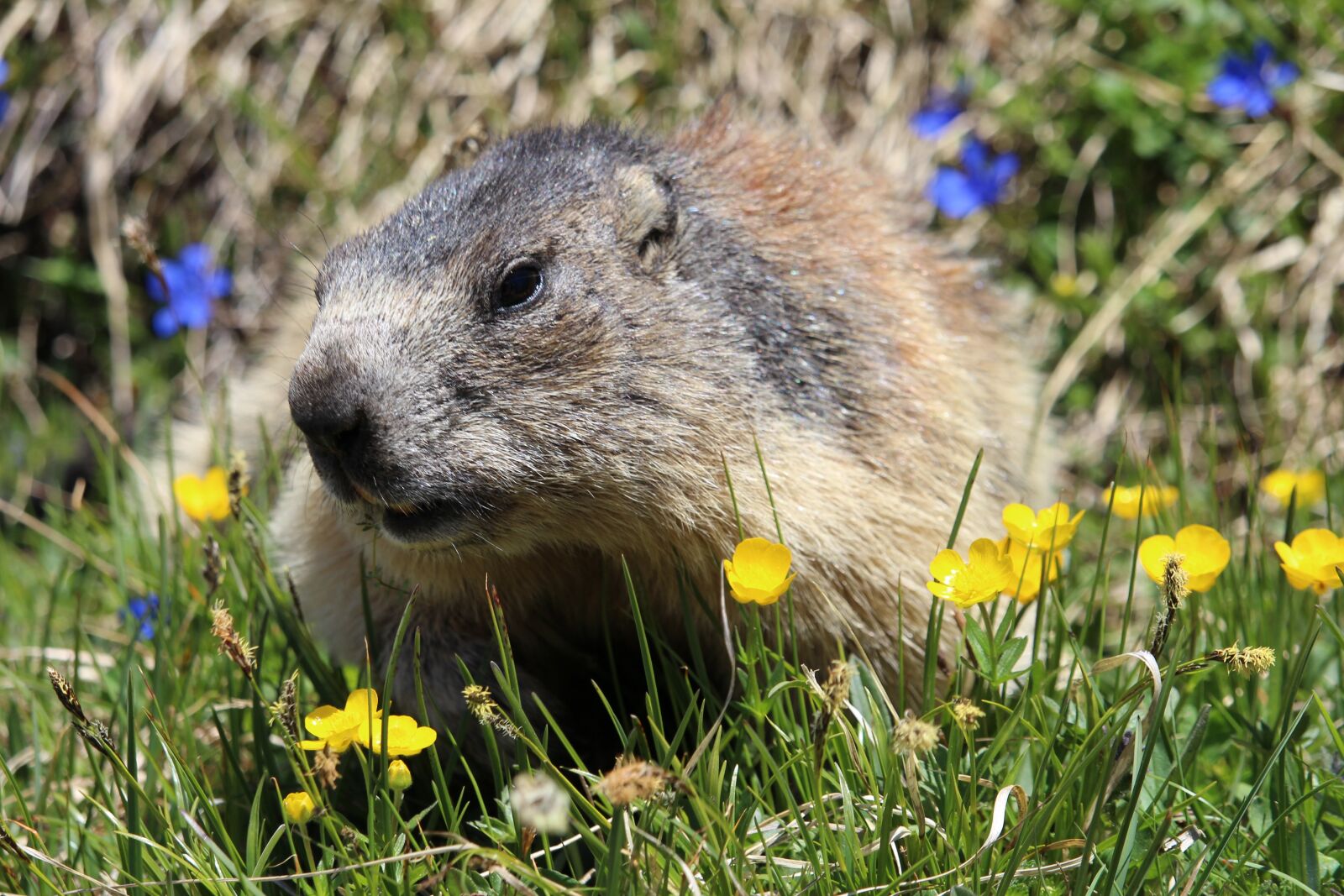 Canon EF-S 55-250mm F4-5.6 IS STM sample photo. Marmot, animal, flower photography