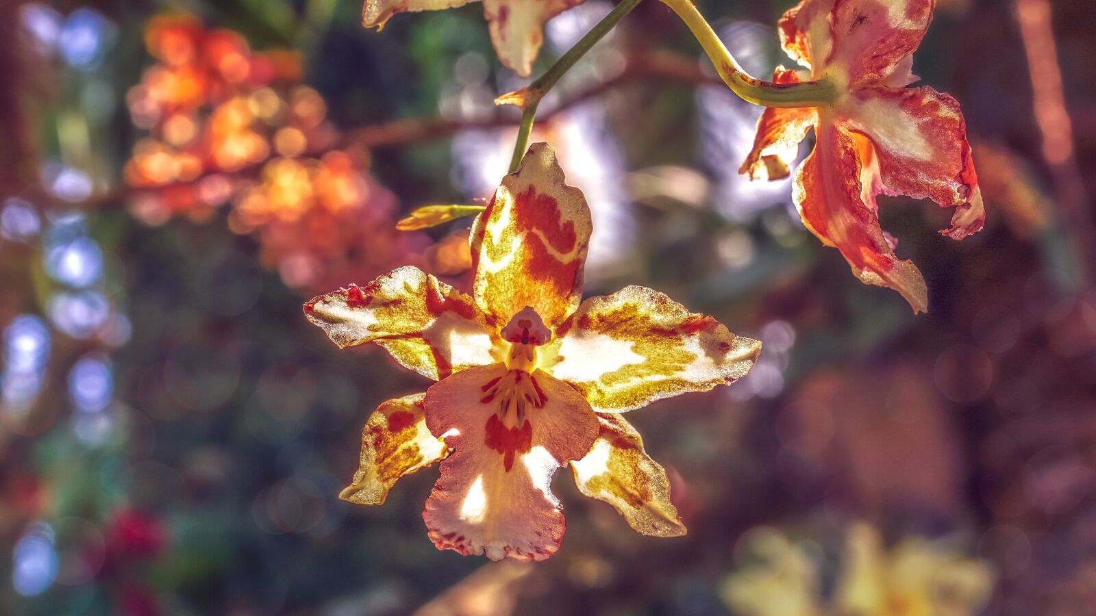 35mm F1.4 sample photo. Orchid, flowers, tropical photography